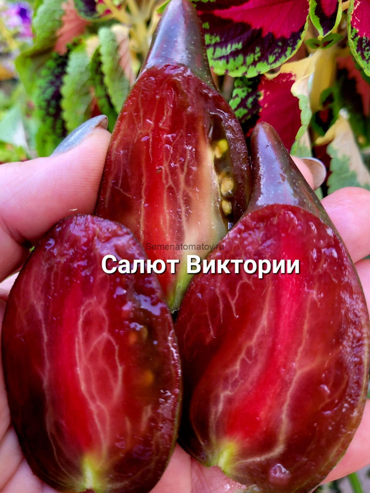 Салют Виктории — изображение 3