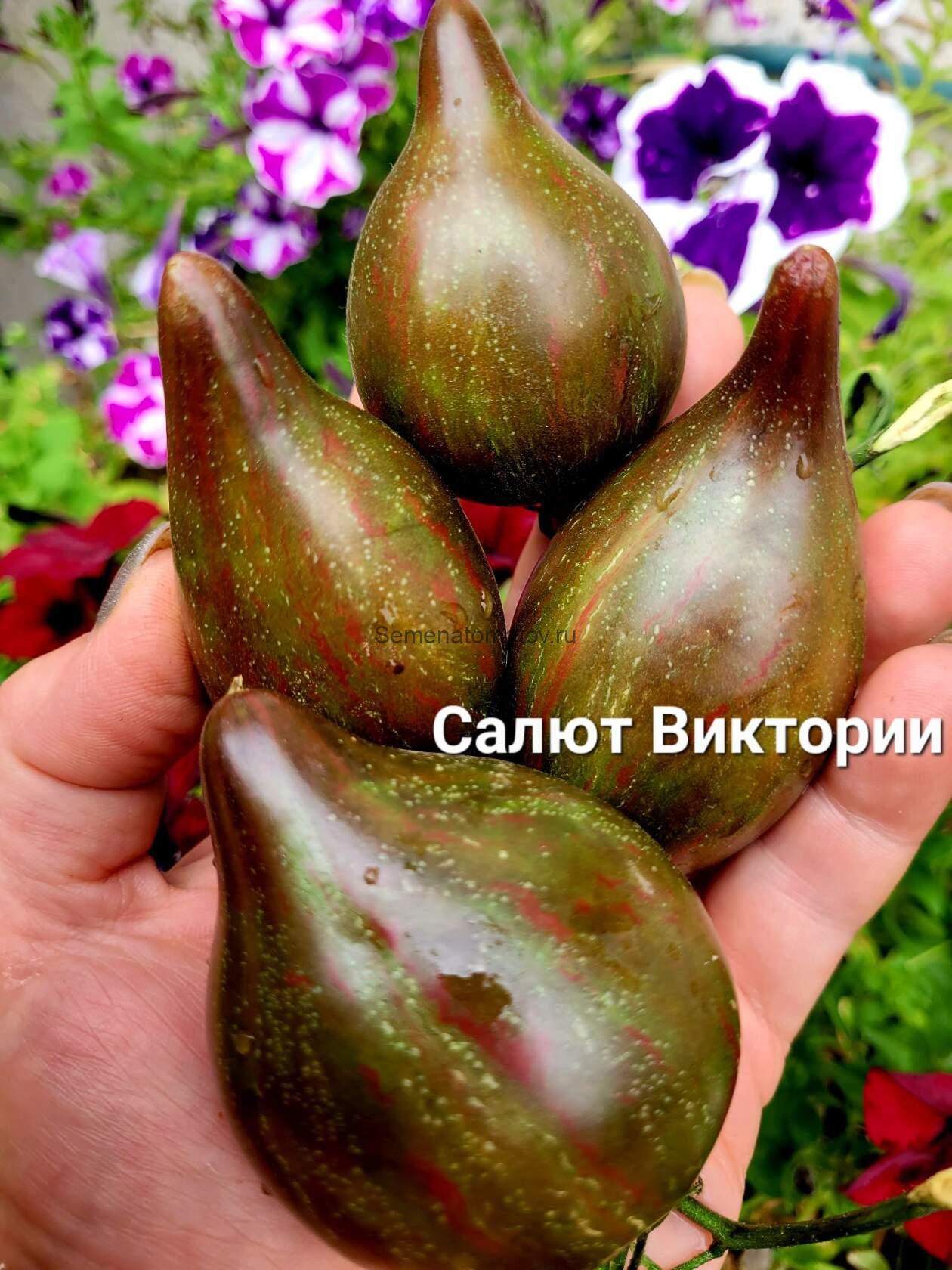 Салют Виктории — изображение 2