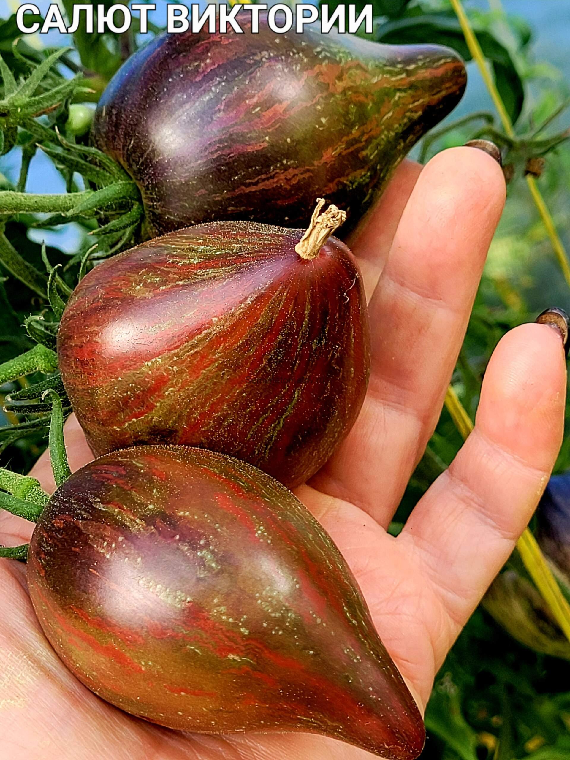 Салют Виктории — изображение 5