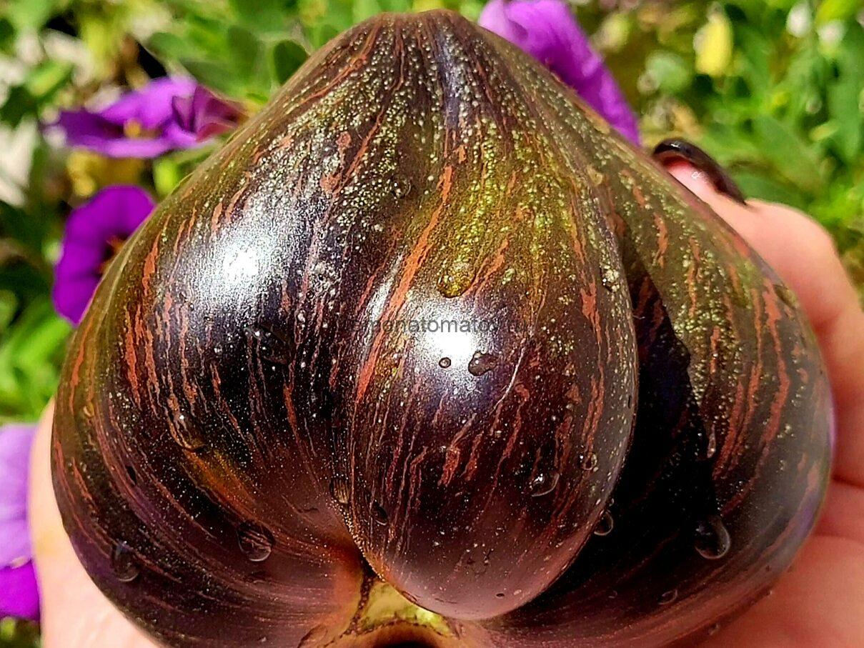 Салют Виктории — изображение 4