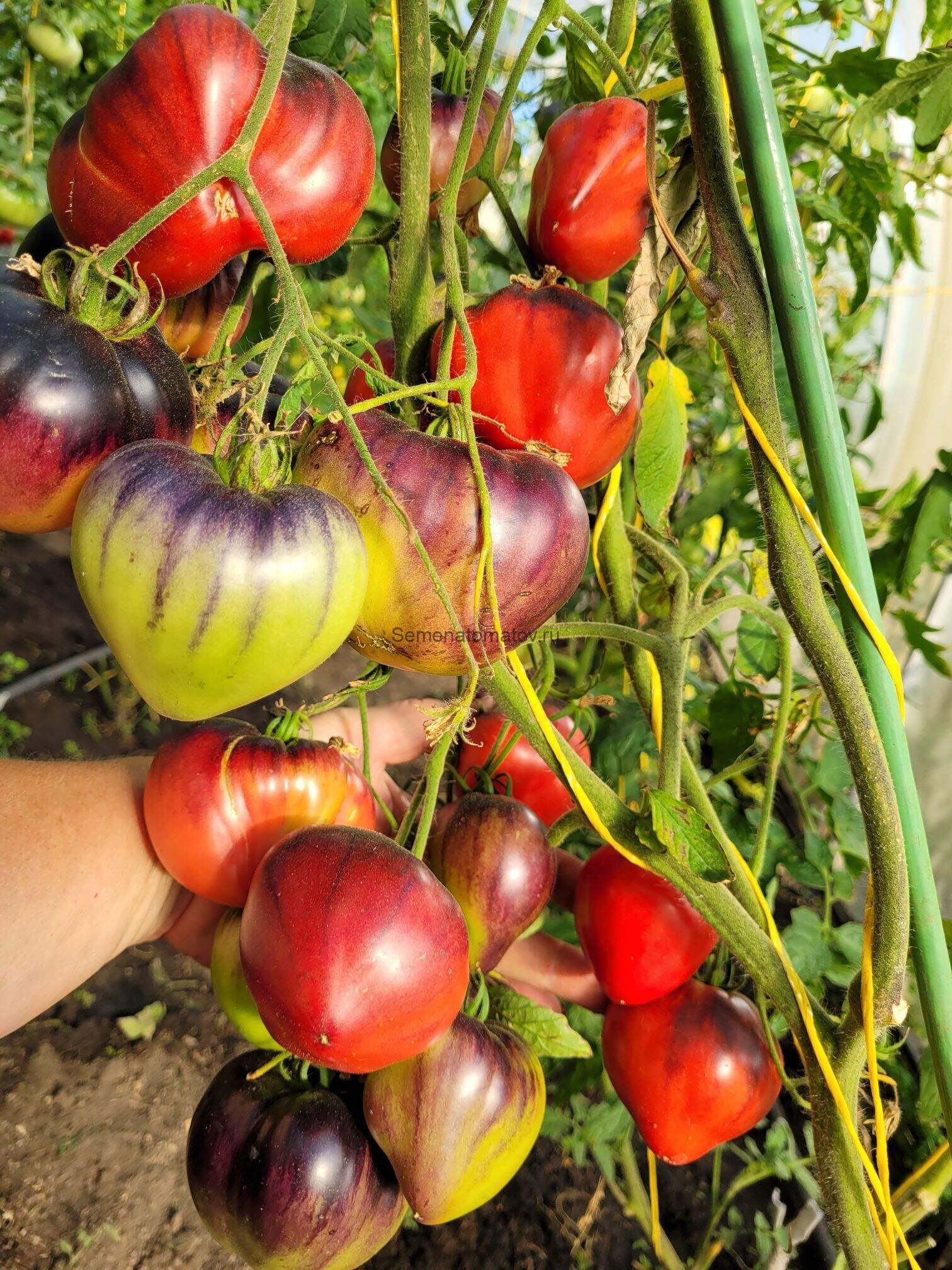 Сержант Пеппер (Sgt. Pepper's) — изображение 5