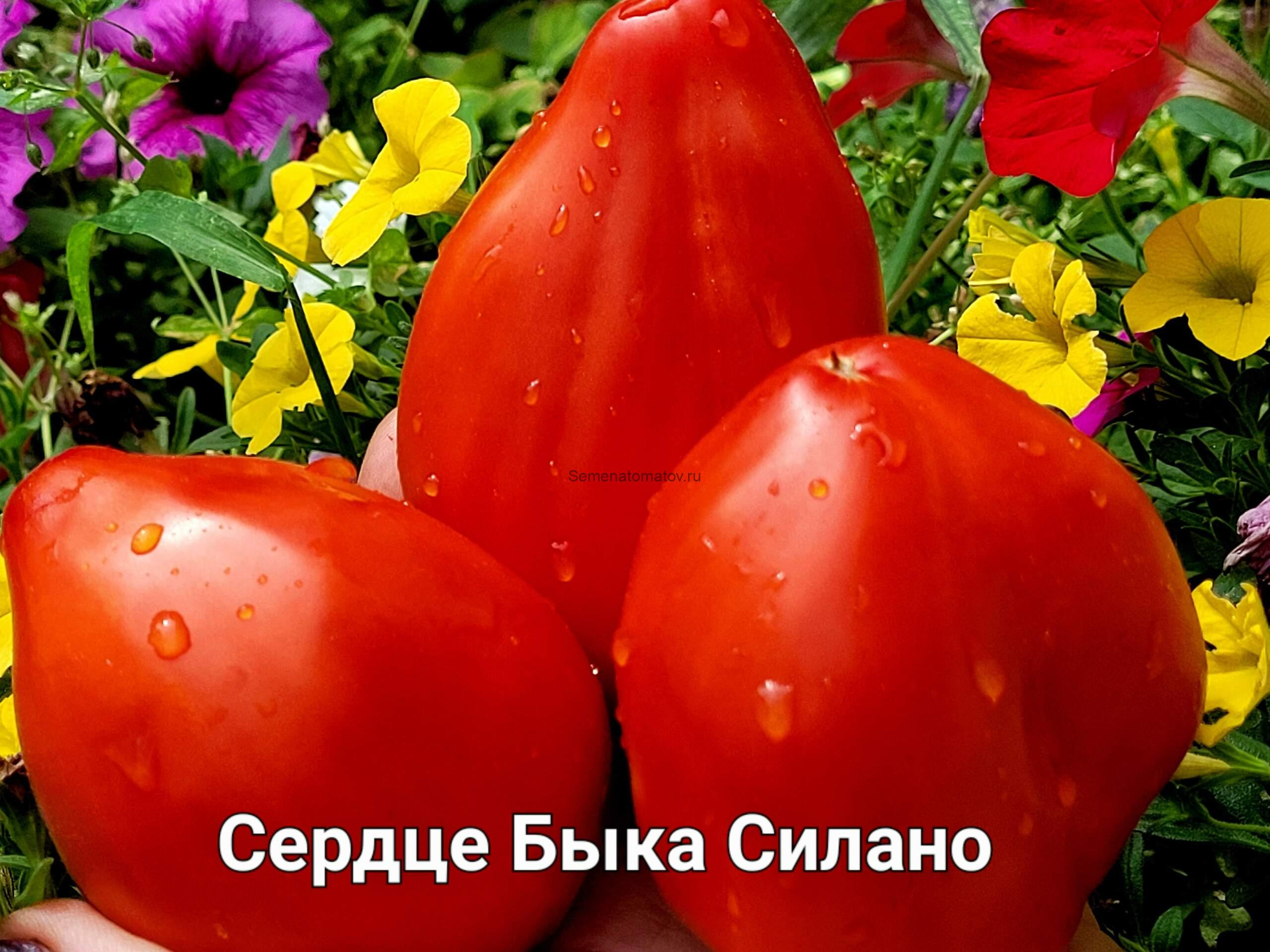 Cuore di Bue Silano (Сердце Быка Силано) — изображение 2