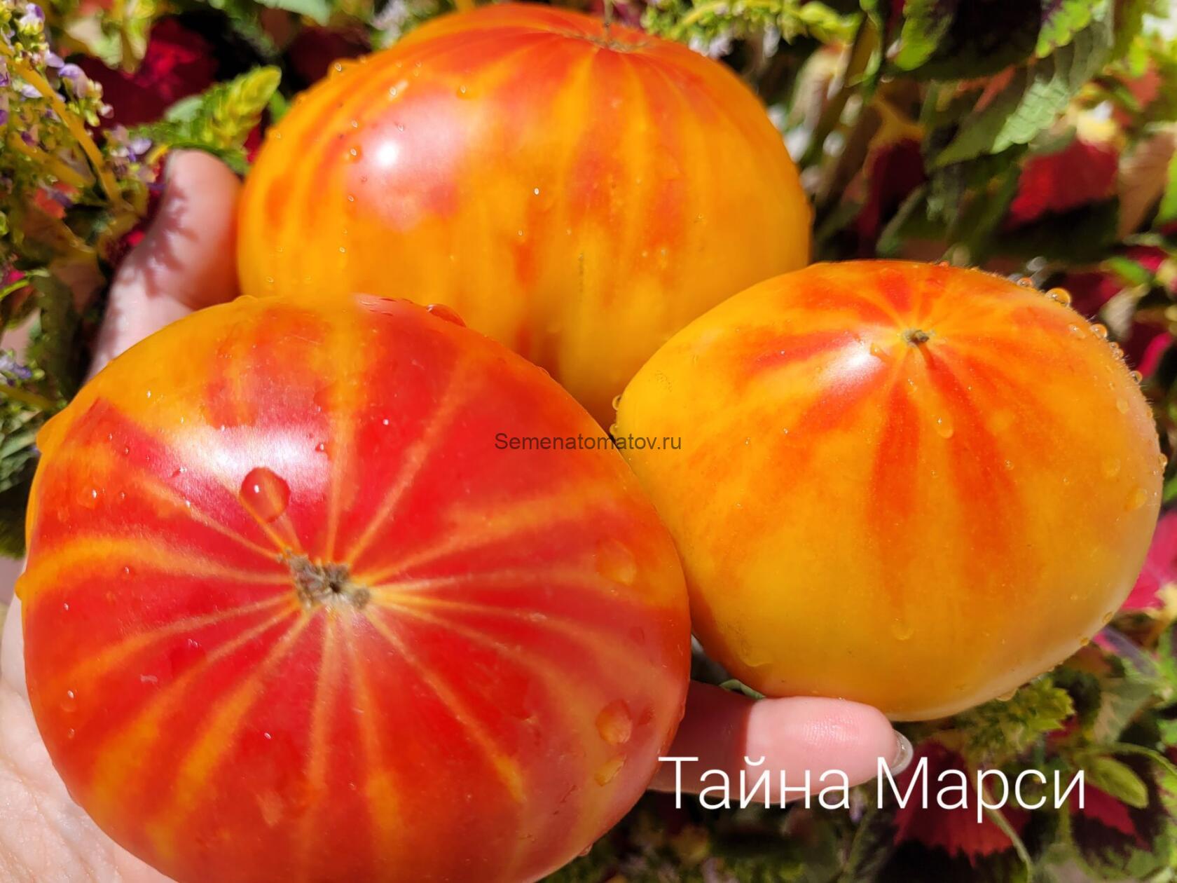 Тайна Марси ( Marcy’s Mystery, США)