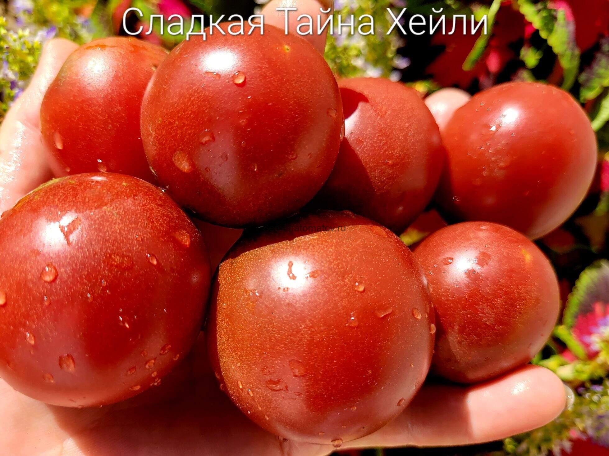 Сладкая тайна Хейли (Haley’s Sweet Mystery)