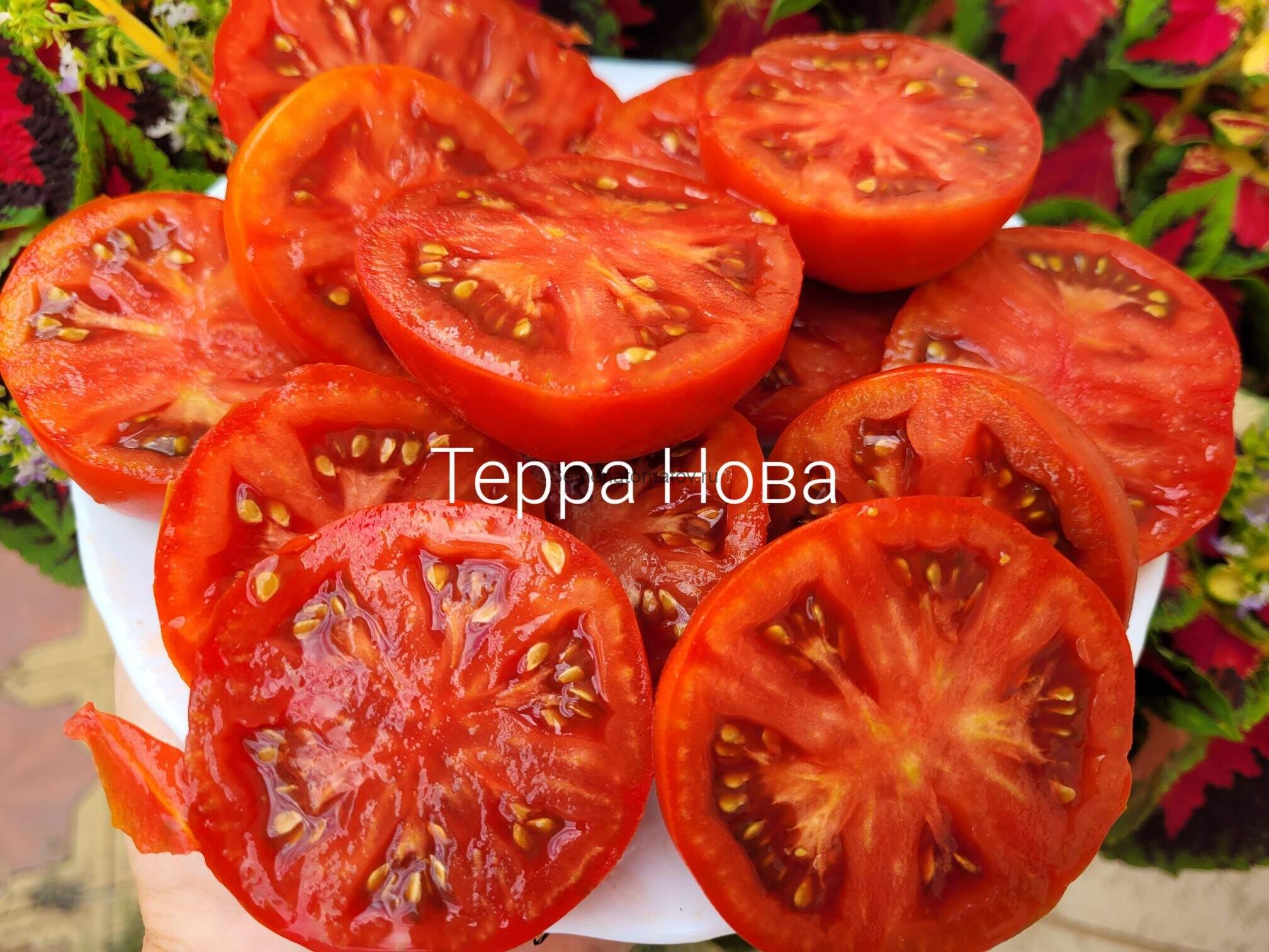 Терра Нова — изображение 2