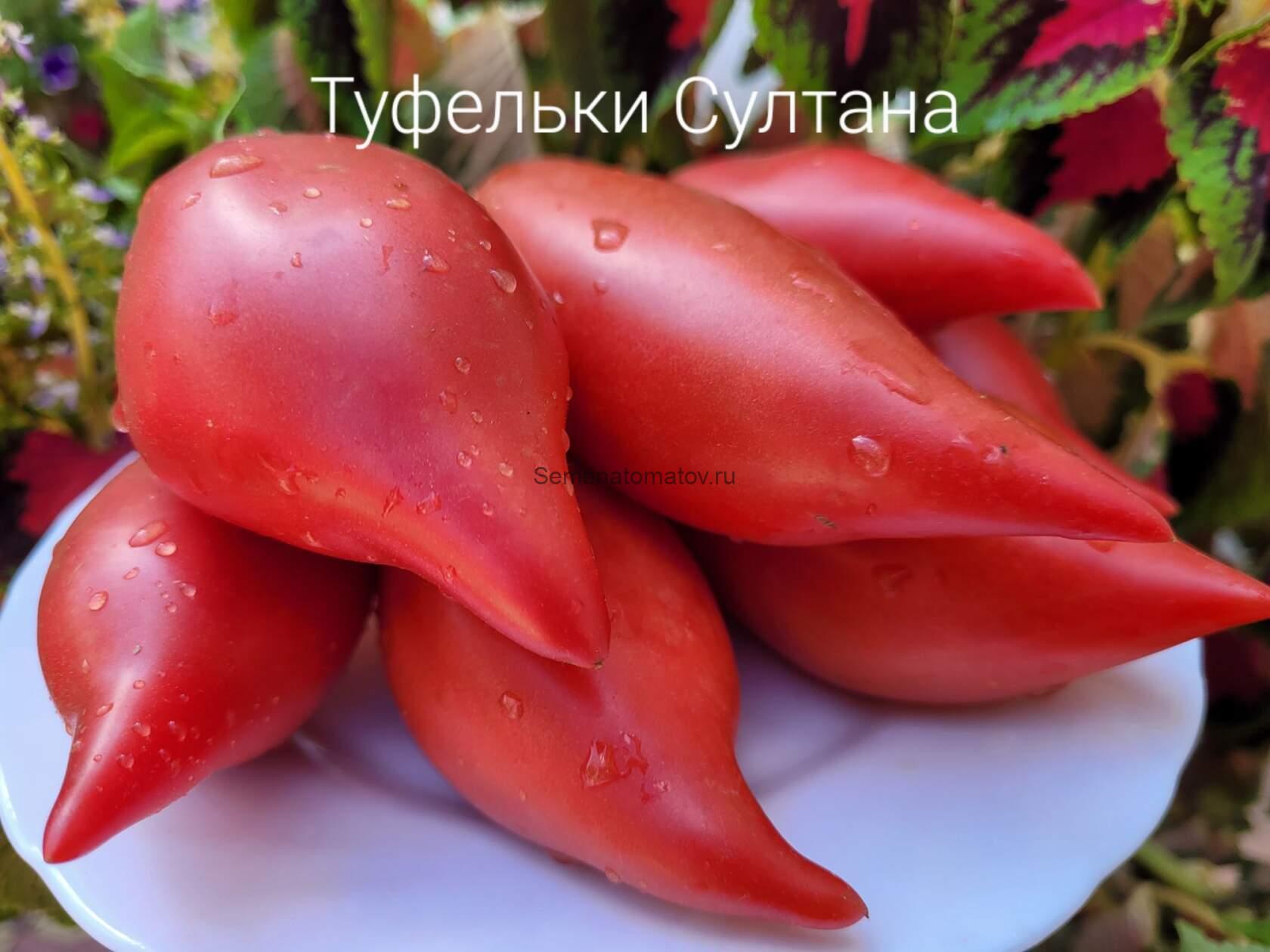 Туфельки Султана Ф5 — изображение 2