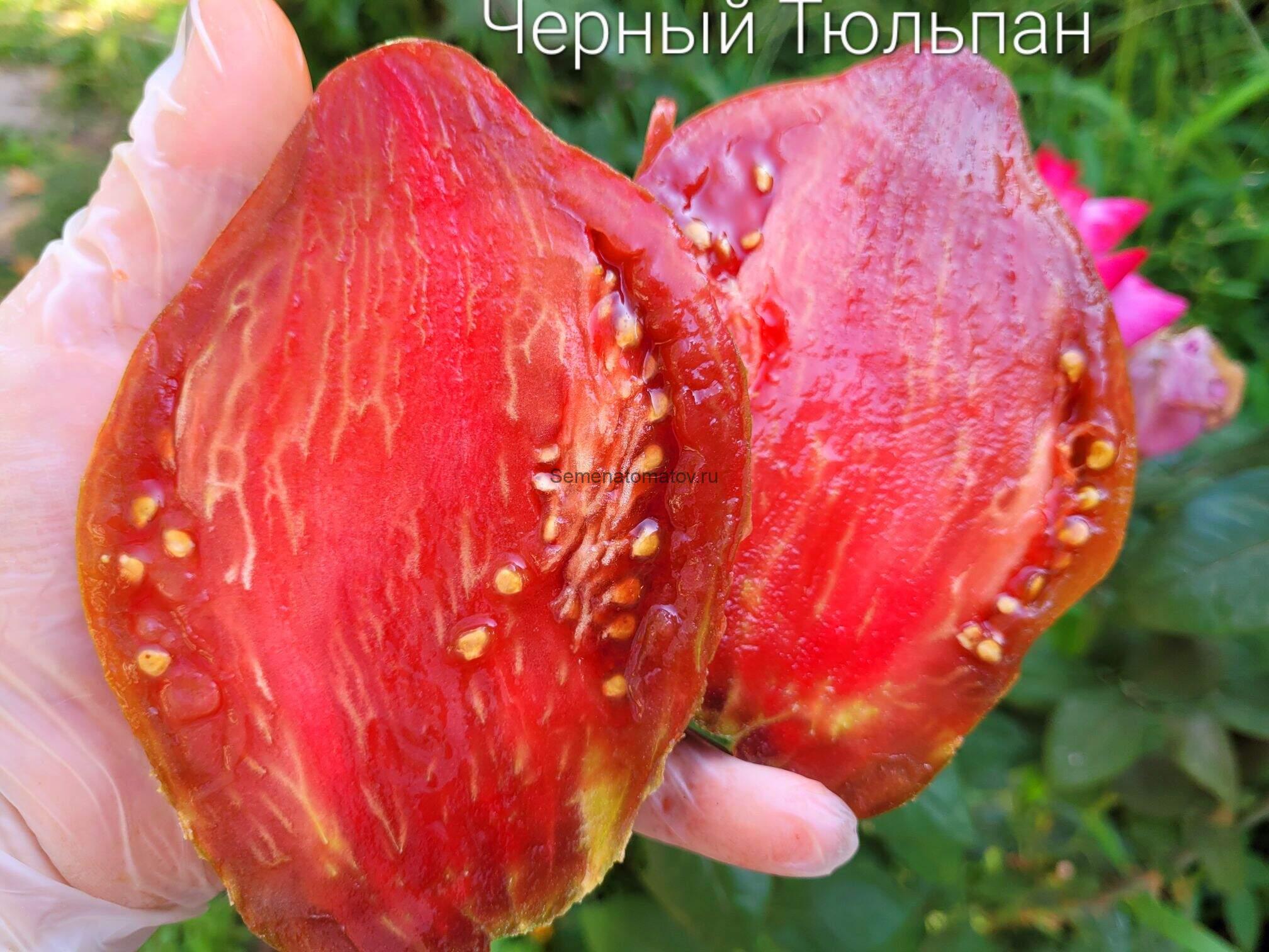 Черный Тюльпан — изображение 2