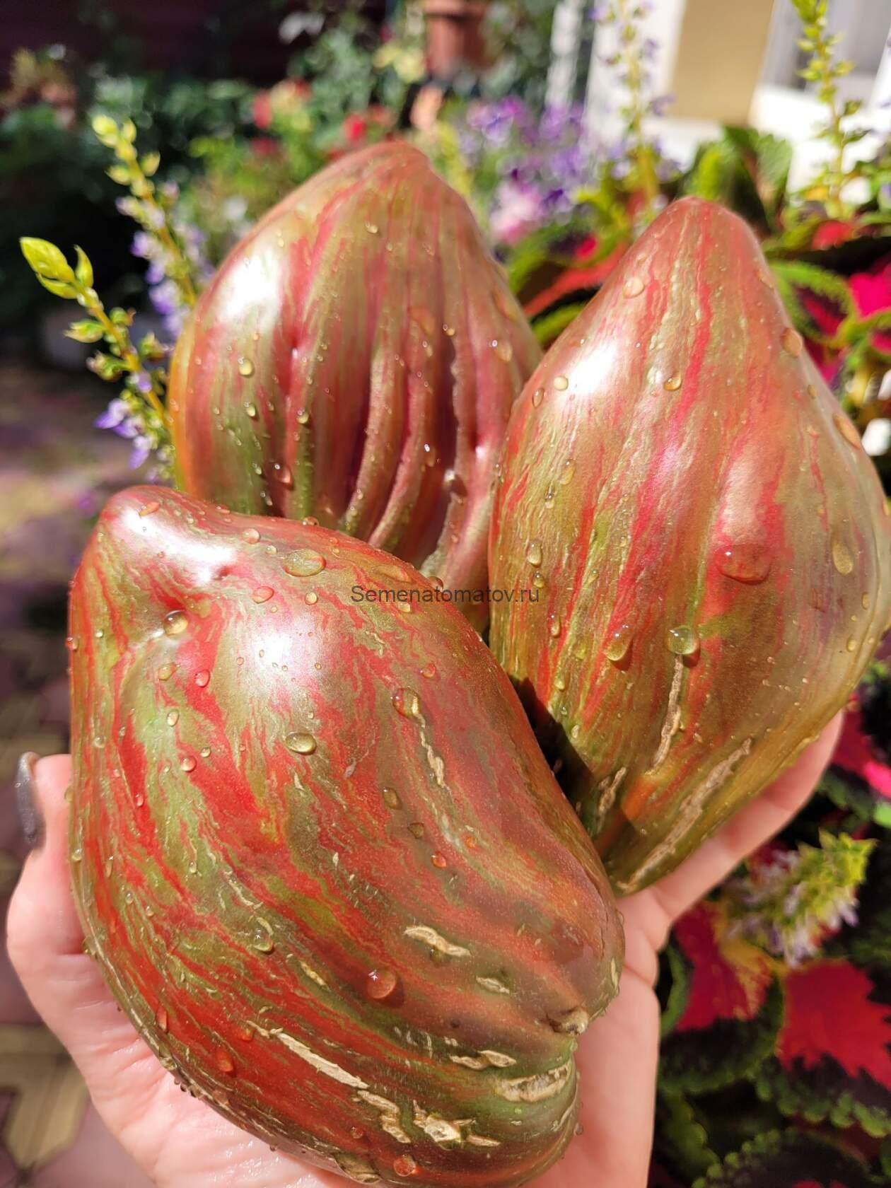 Черный Тюльпан