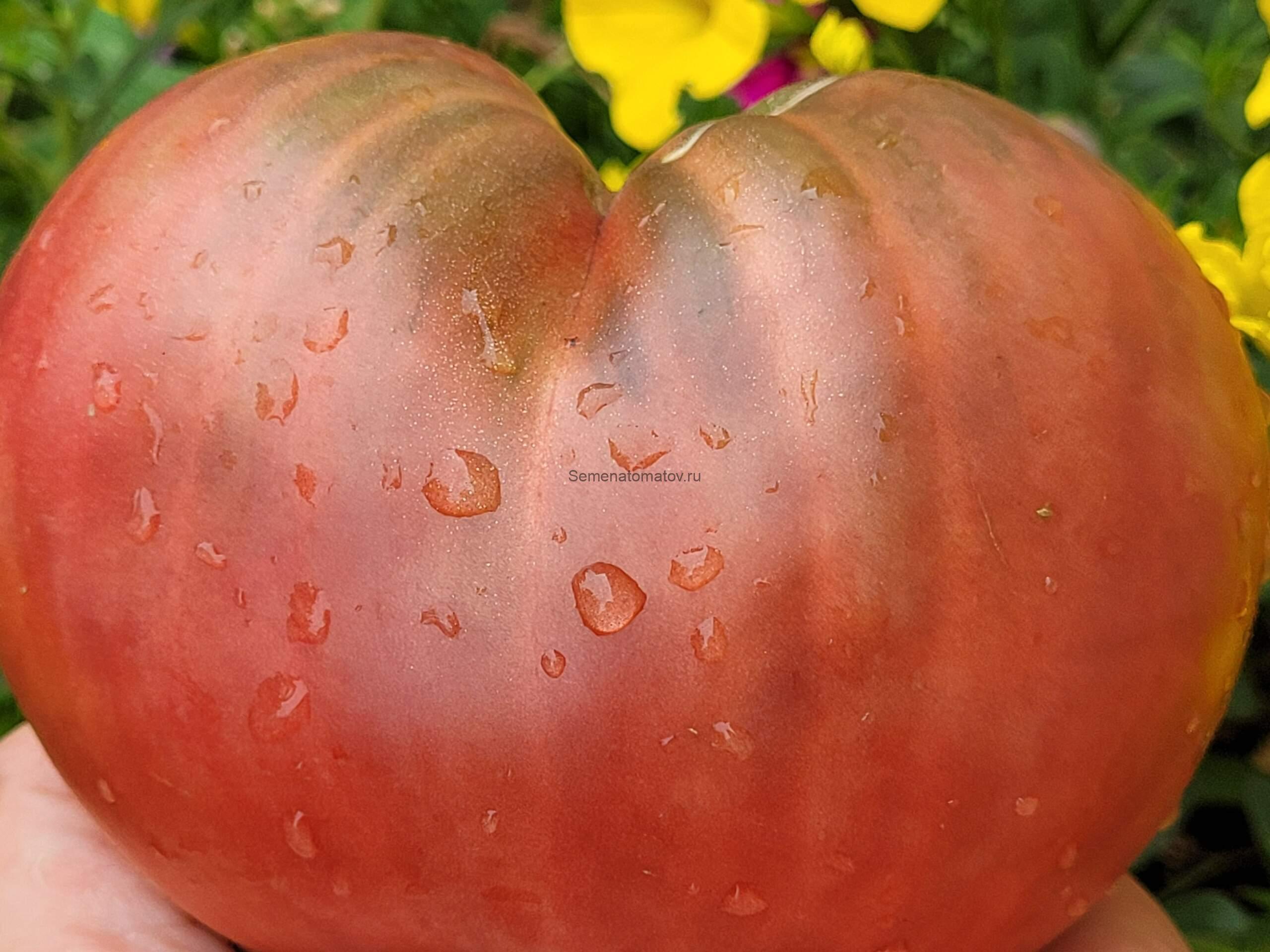 Violeta de Cadiz  Кадисская Фиалка Италия