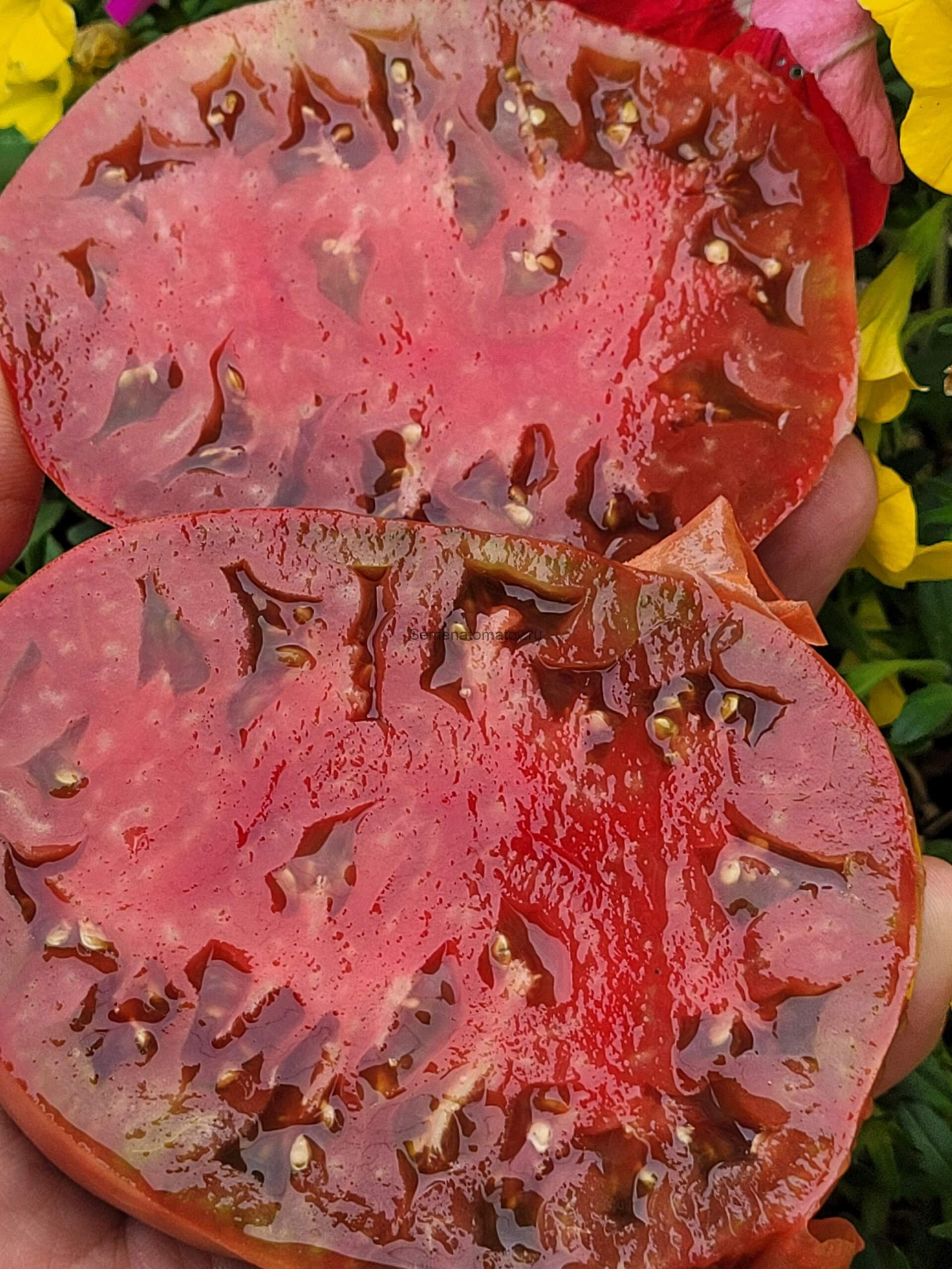 Violeta de Cadiz  Кадисская Фиалка Италия — изображение 2