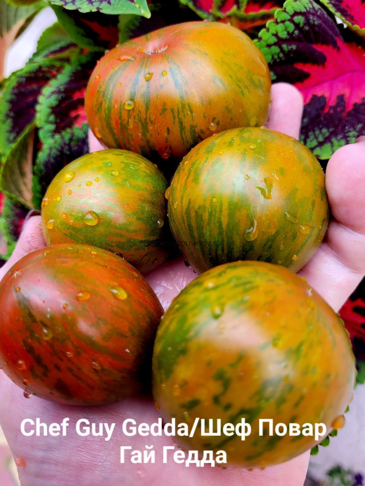 ШЕФ ГЕДДА CHEF GUY GEDDA