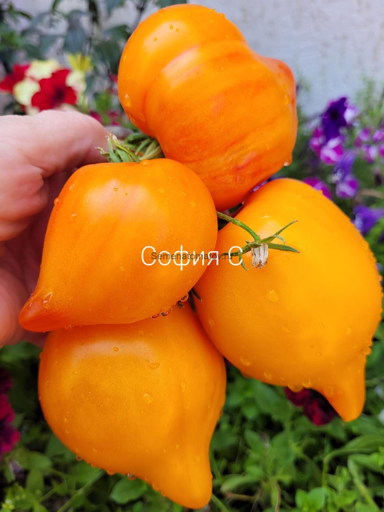 Волшебные шляпы тетушки Гретель (Tante Gretels magische Hüte) — изображение 2