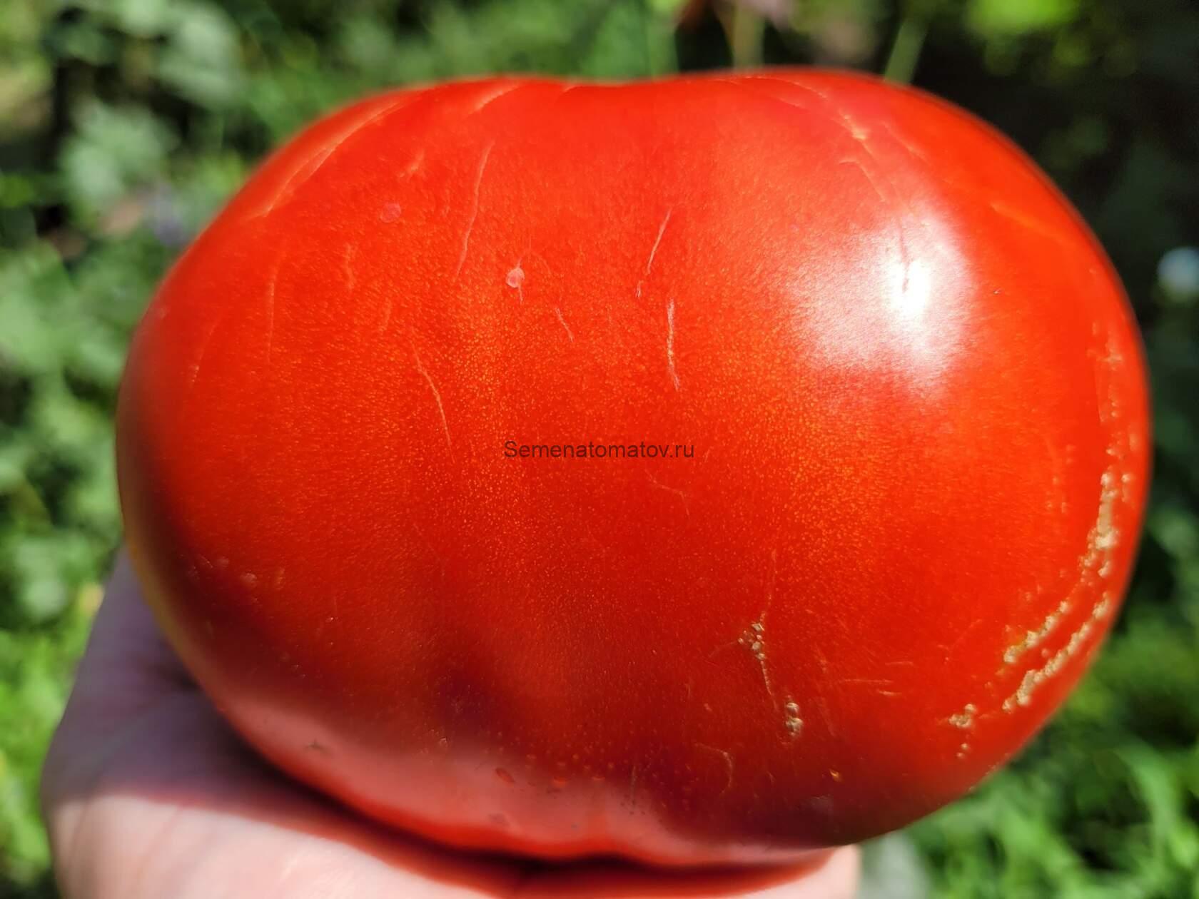 5 вкусных, салатных, крупноплодных сортов томатов Огород - сад Медведевых Дзен