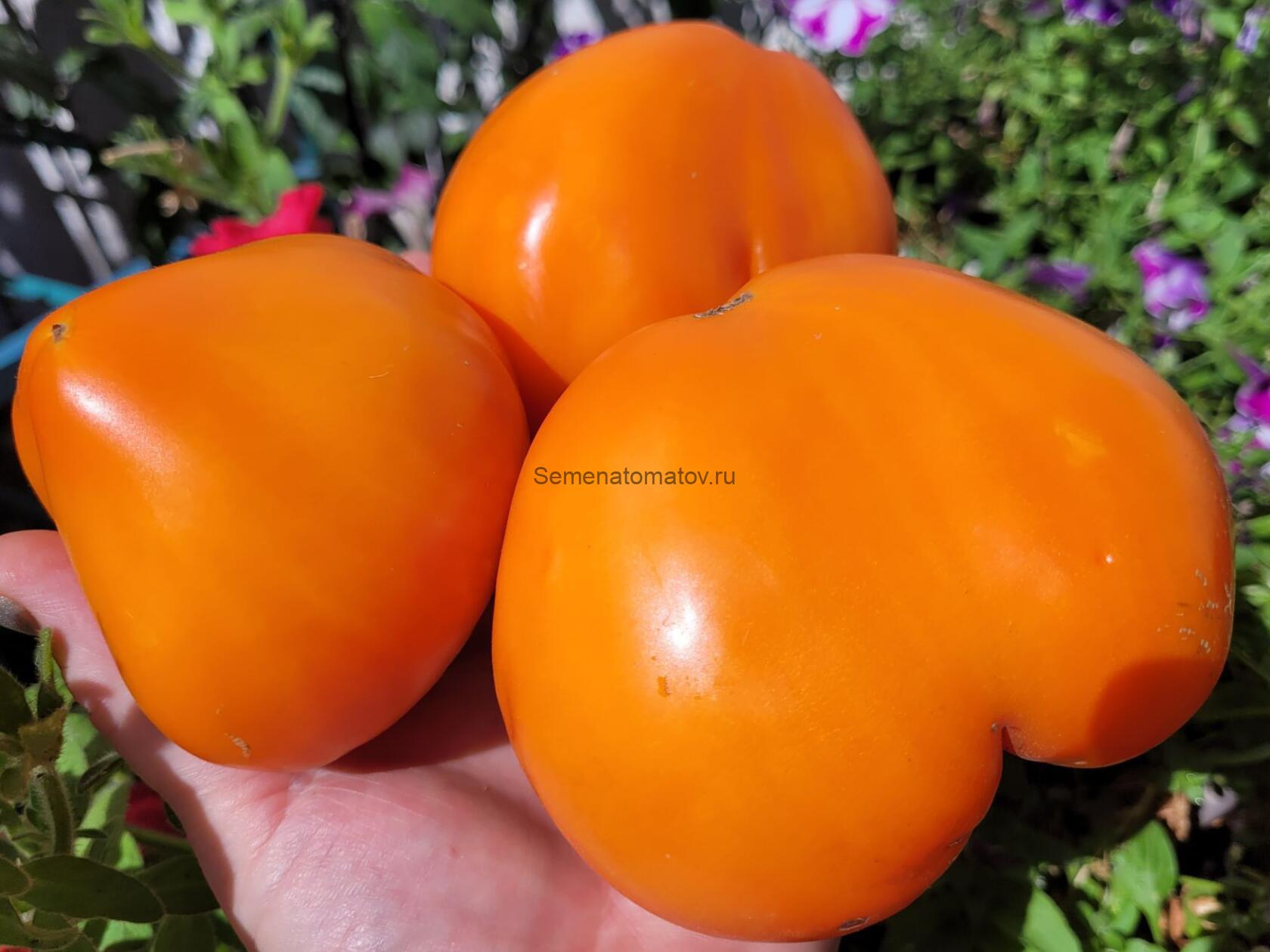 Земляника оранжевая ( Orange Strawberry, США