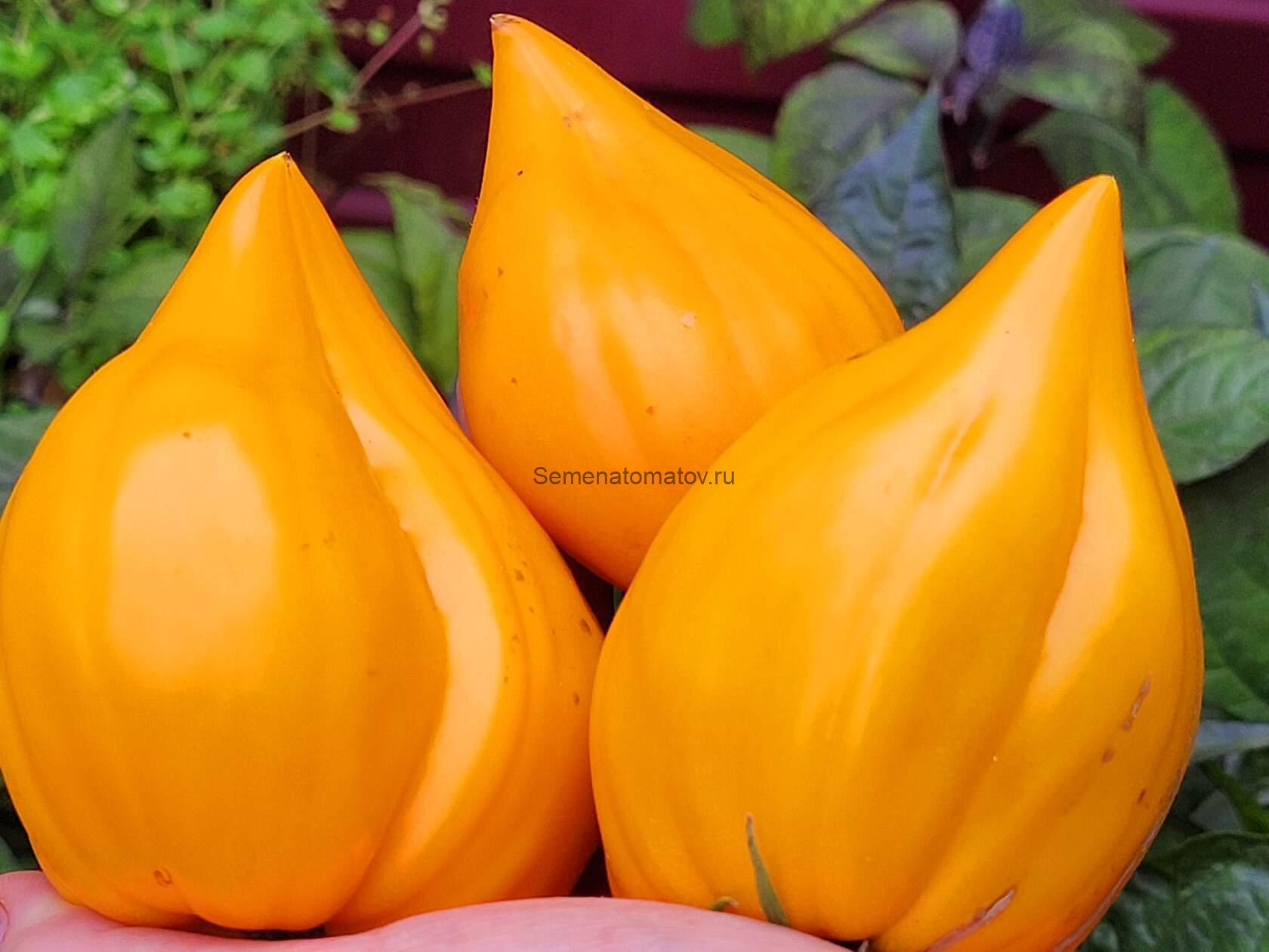 Оранжевое сердце от Анджелины (Orange heart from Angelini)