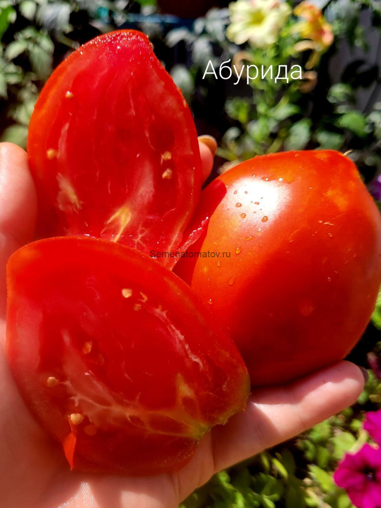 Абурида — изображение 2