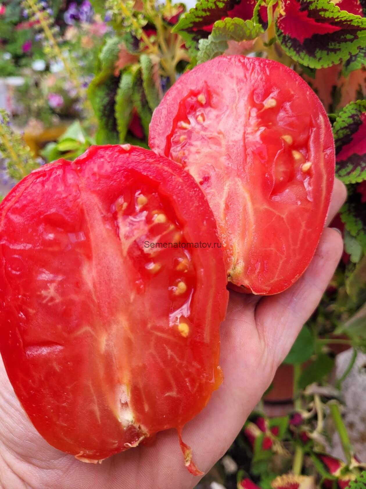 Сердце быка Акости Уада (Corazon de buey Acosti Uada) — изображение 2