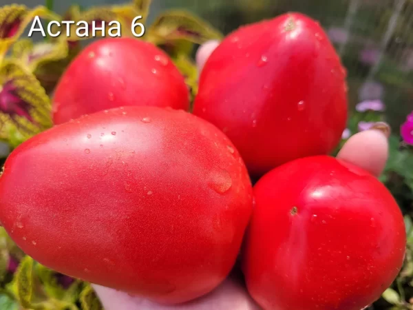 Астана 6