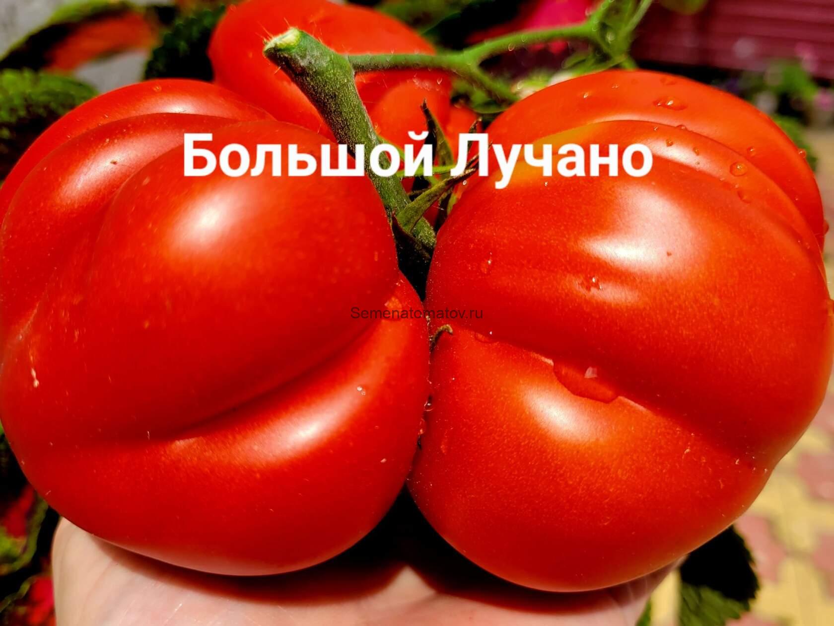 Big Luciano (Большой Лучано)