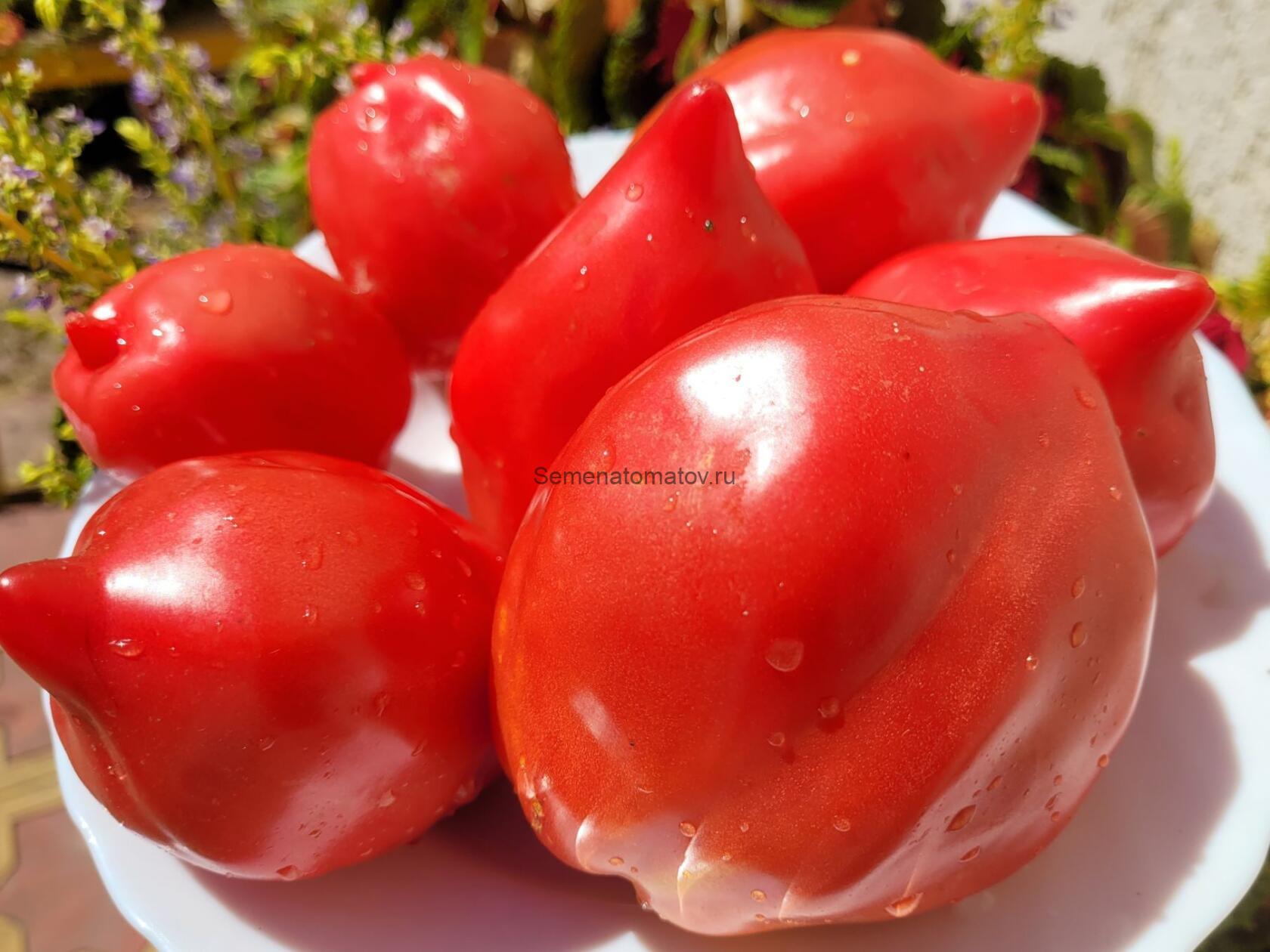 Бычки Минусинские — изображение 2