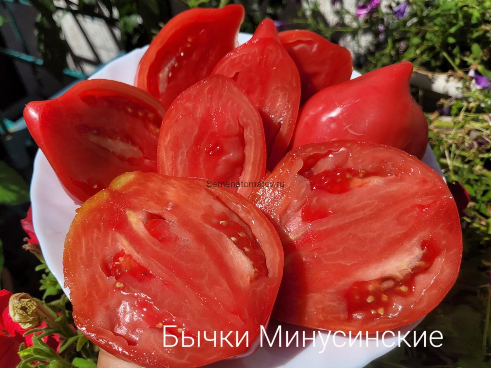 Бычки Минусинские — изображение 3