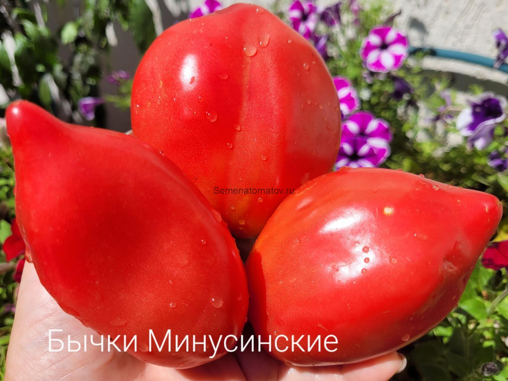 Бычки Минусинские