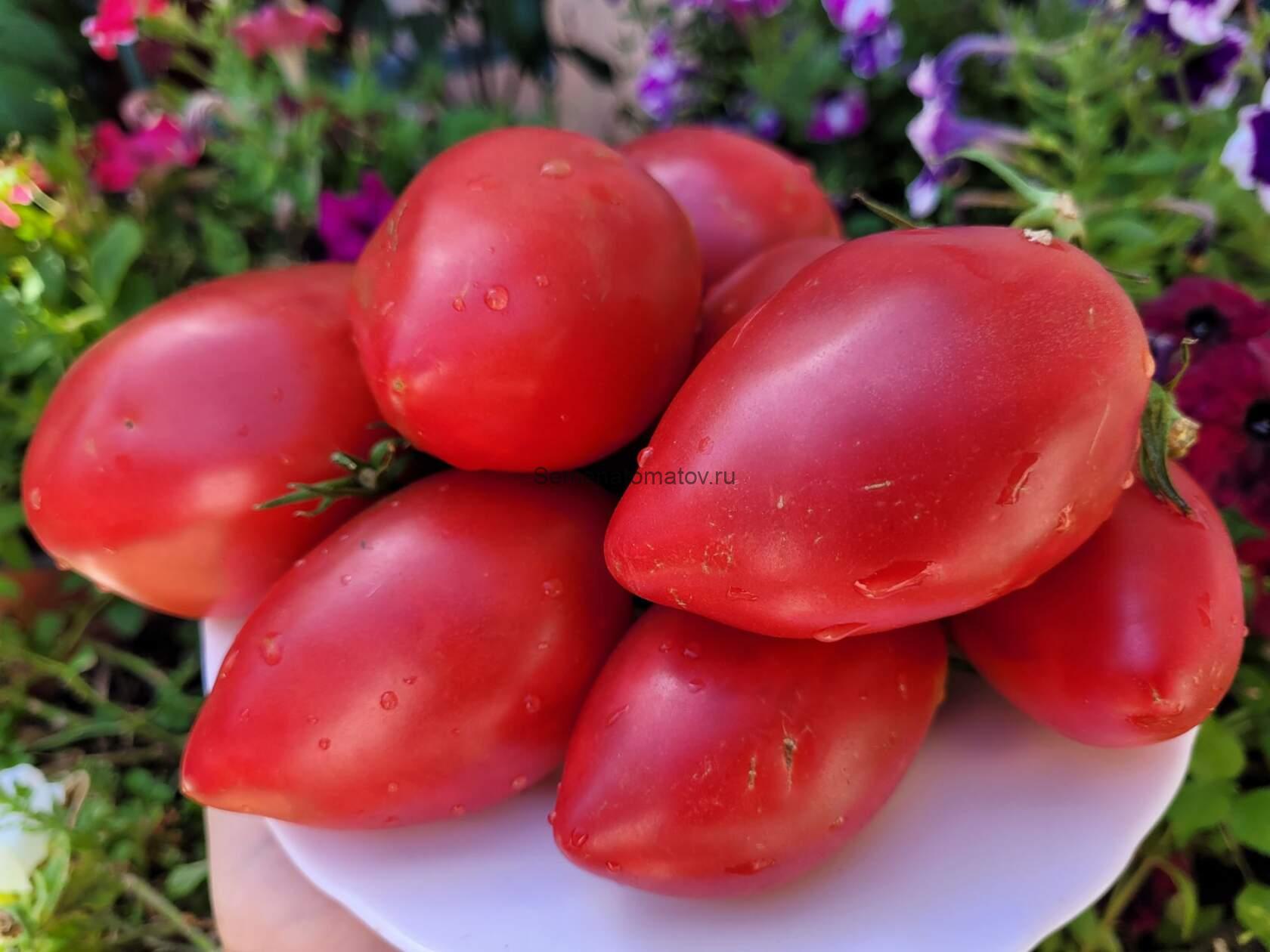 Итальянский Вагнера (Wagner's Italian).