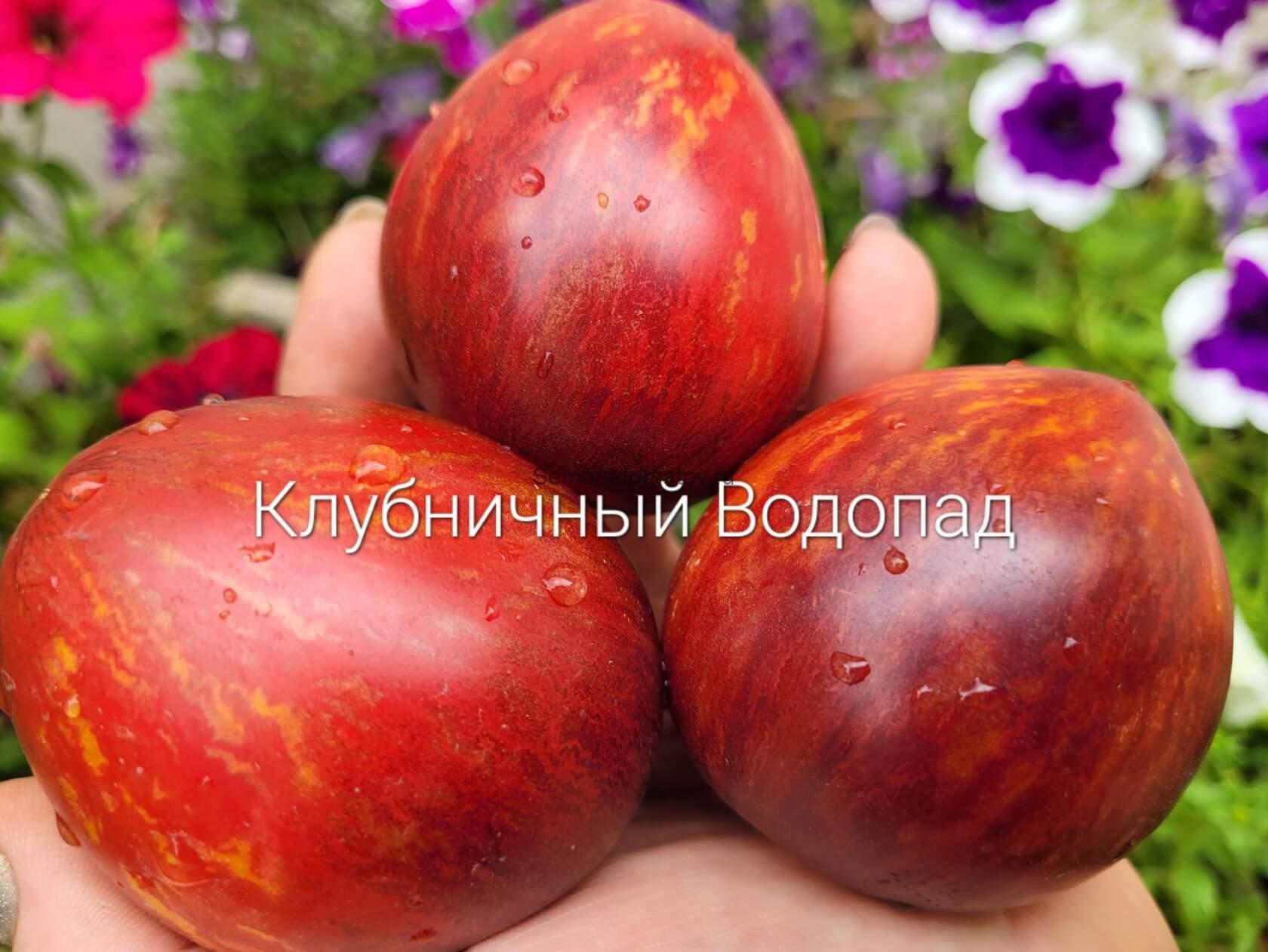 Клубничный Водопад Полосатый