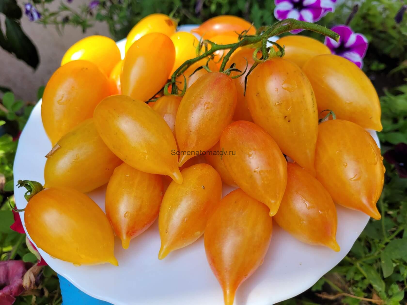 Волшебная Сказка ВОЛШЕБНЫЙ СКАЗОЧНИК, (Märchenzauber),