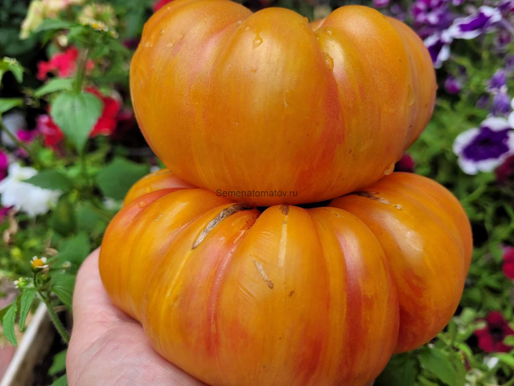 Гэсс ( Hess, Германия)