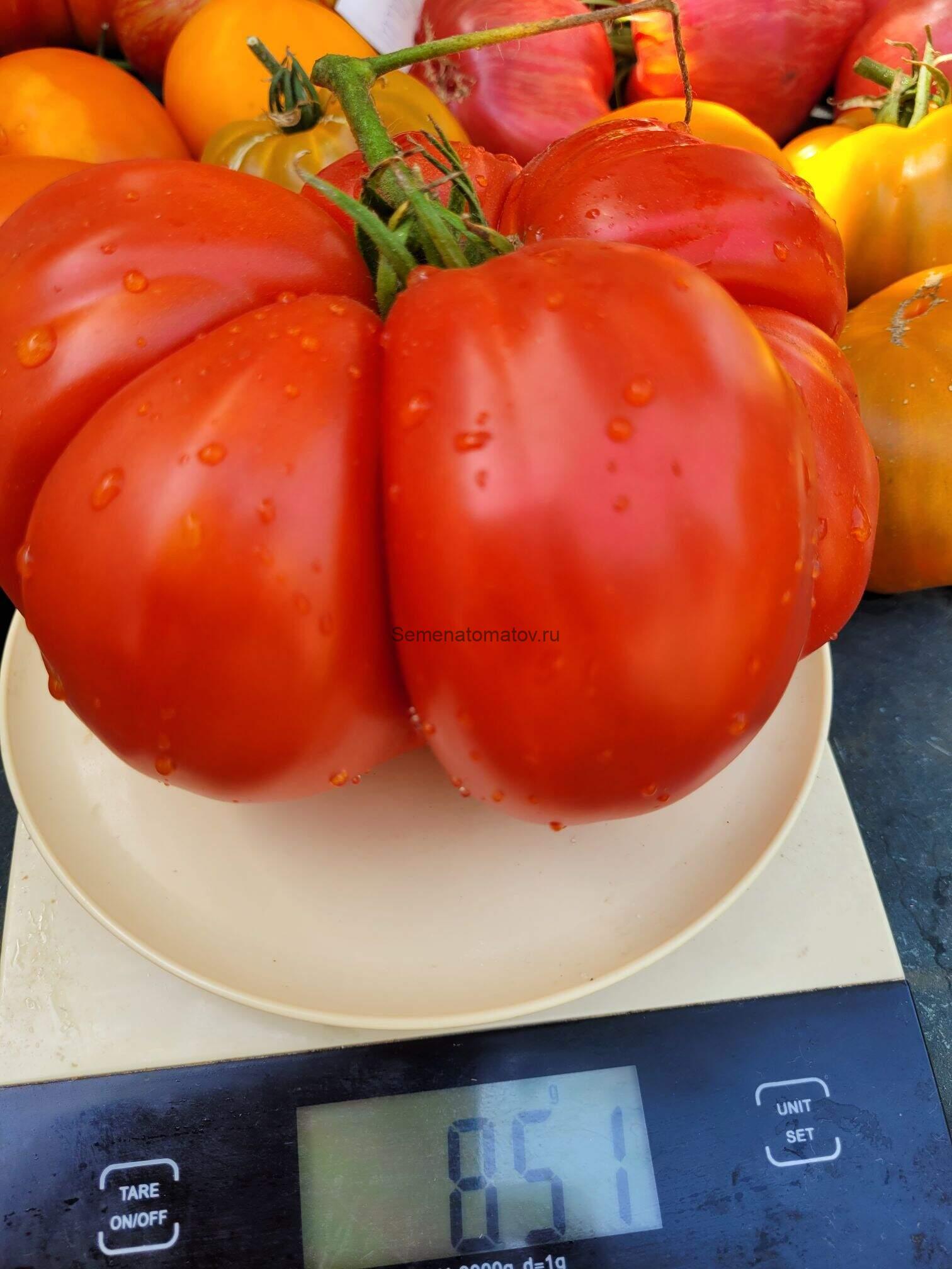 GIGANTE МВ , Гигант МВ — изображение 2