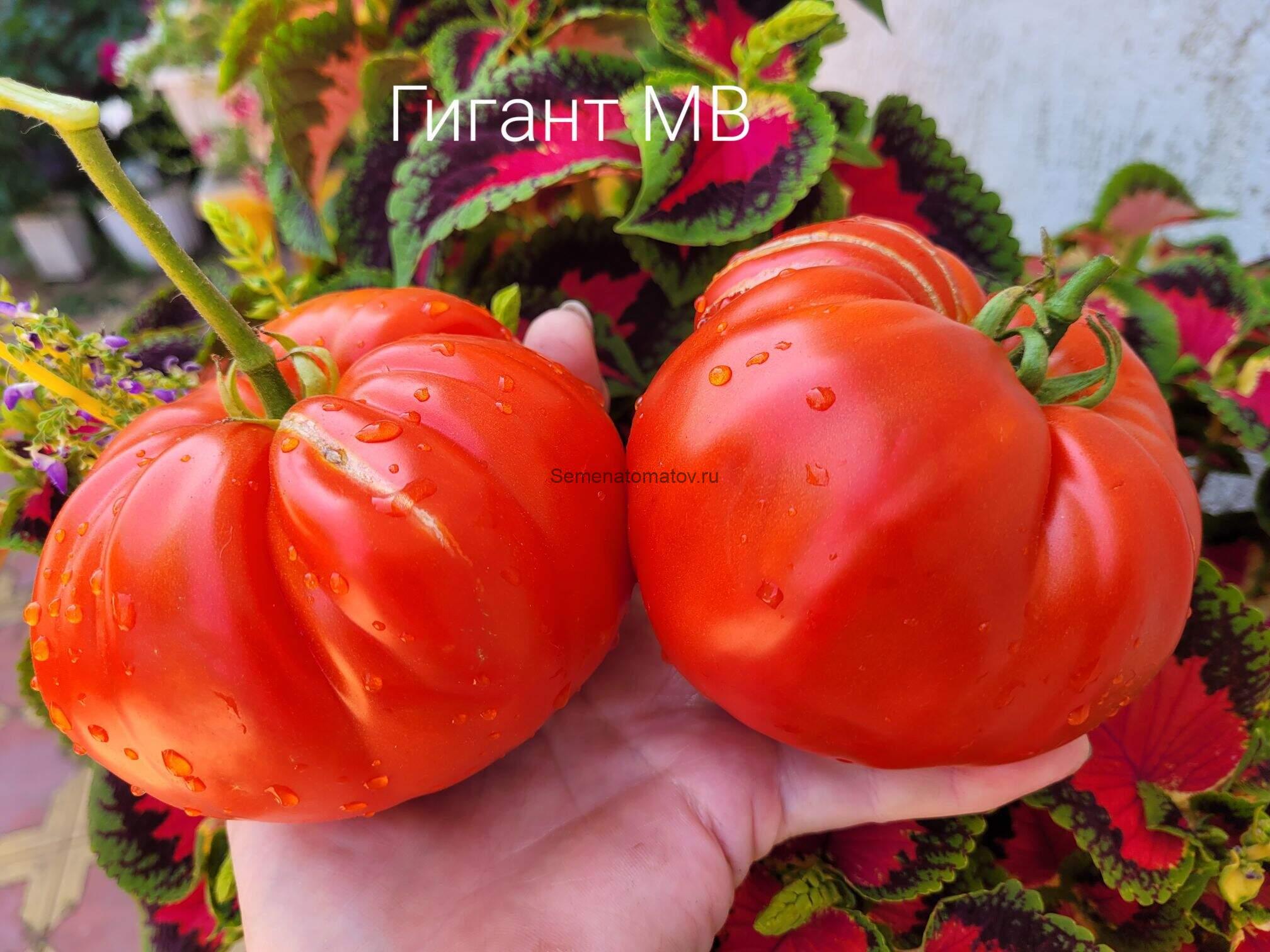 GIGANTE МВ , Гигант МВ