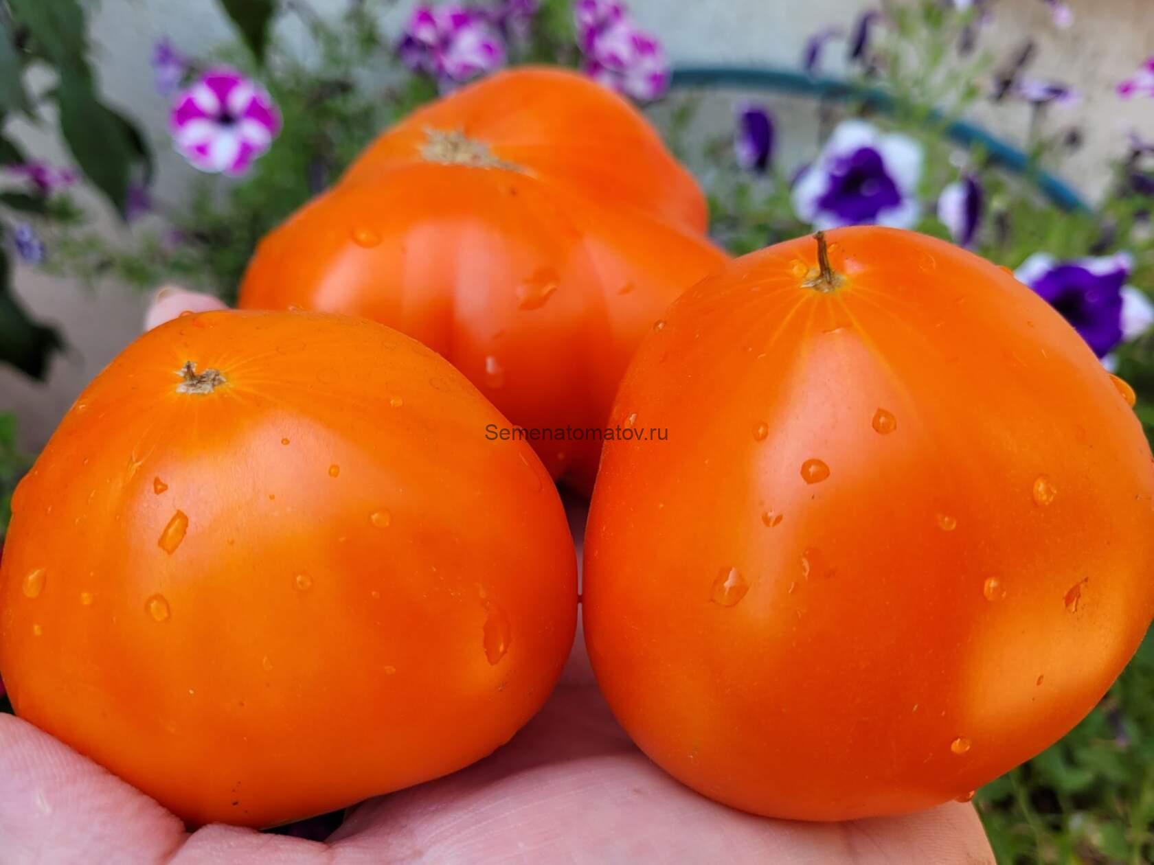 Оранжевый гигант от Гонсиоровского