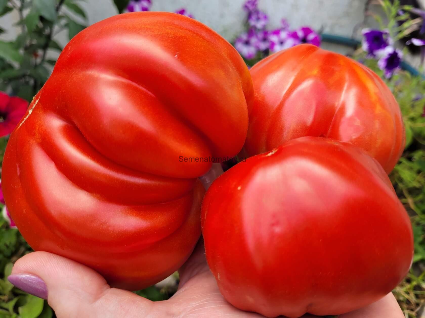 Gigante Francese di Grenoble (Гигант Французского Гренобля )