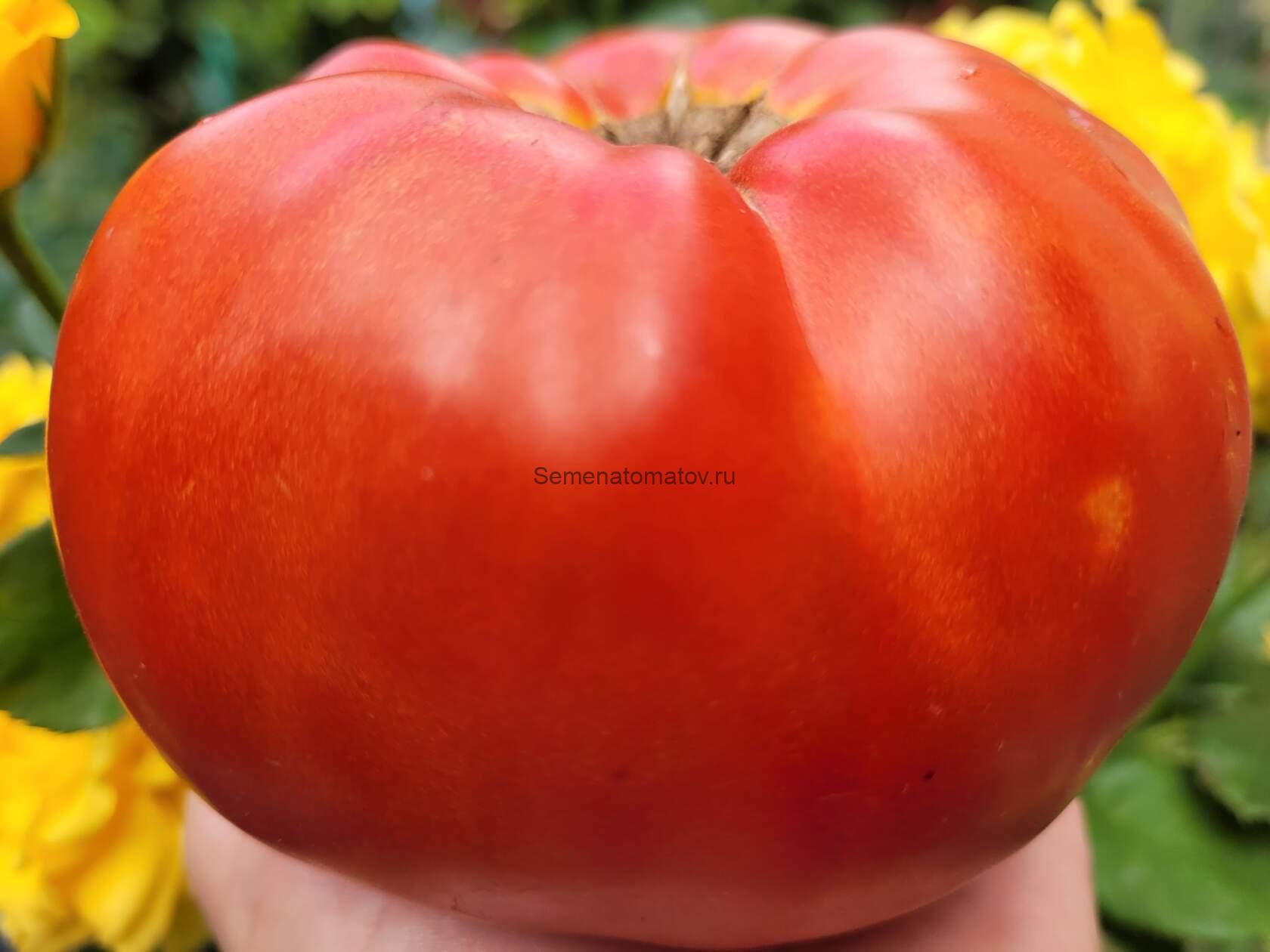 Итальянский Громадина гигант ( Giant Italian Whopper, США)