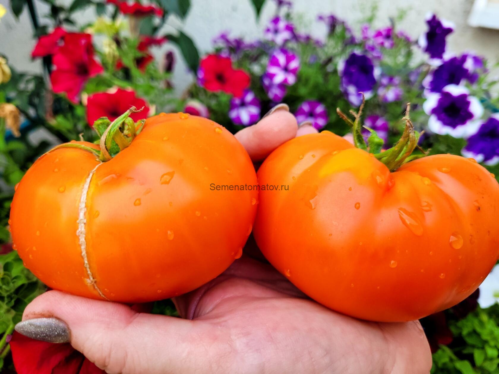 Jumbo Jim Orange (Джамбо Джим оранжевый)