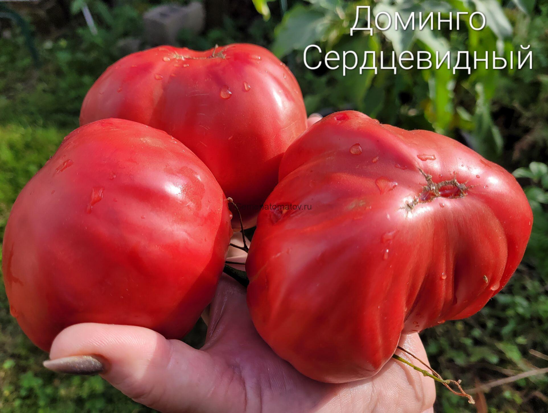 Доминго сердцевидный ( Domingo, Heart)