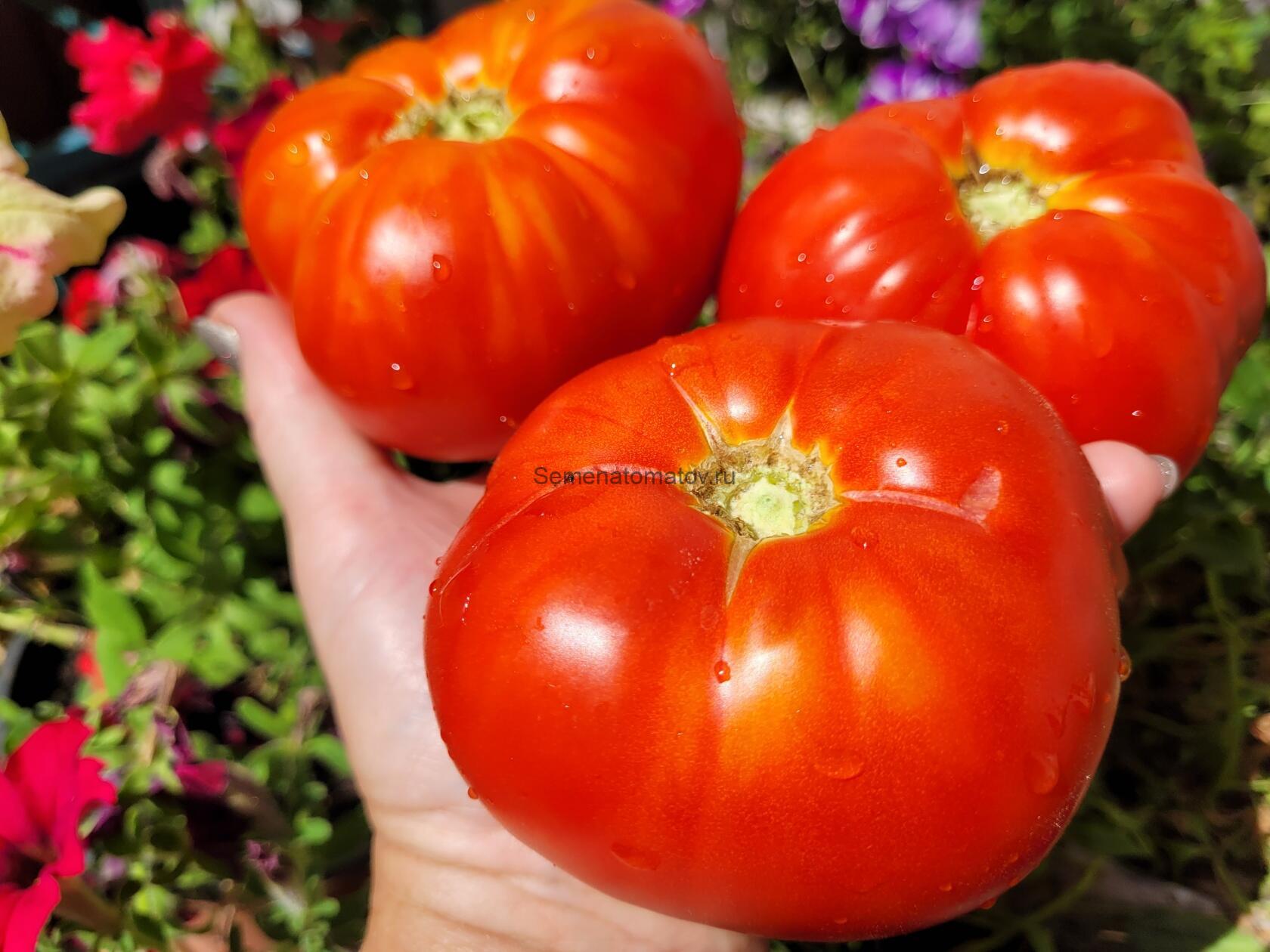 Robledillo de la Jara---Дубовая роща Де Ла Хара