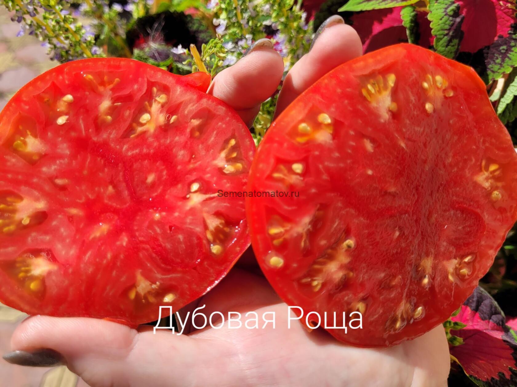 Robledillo de la Jara---Дубовая роща Де Ла Хара — изображение 2