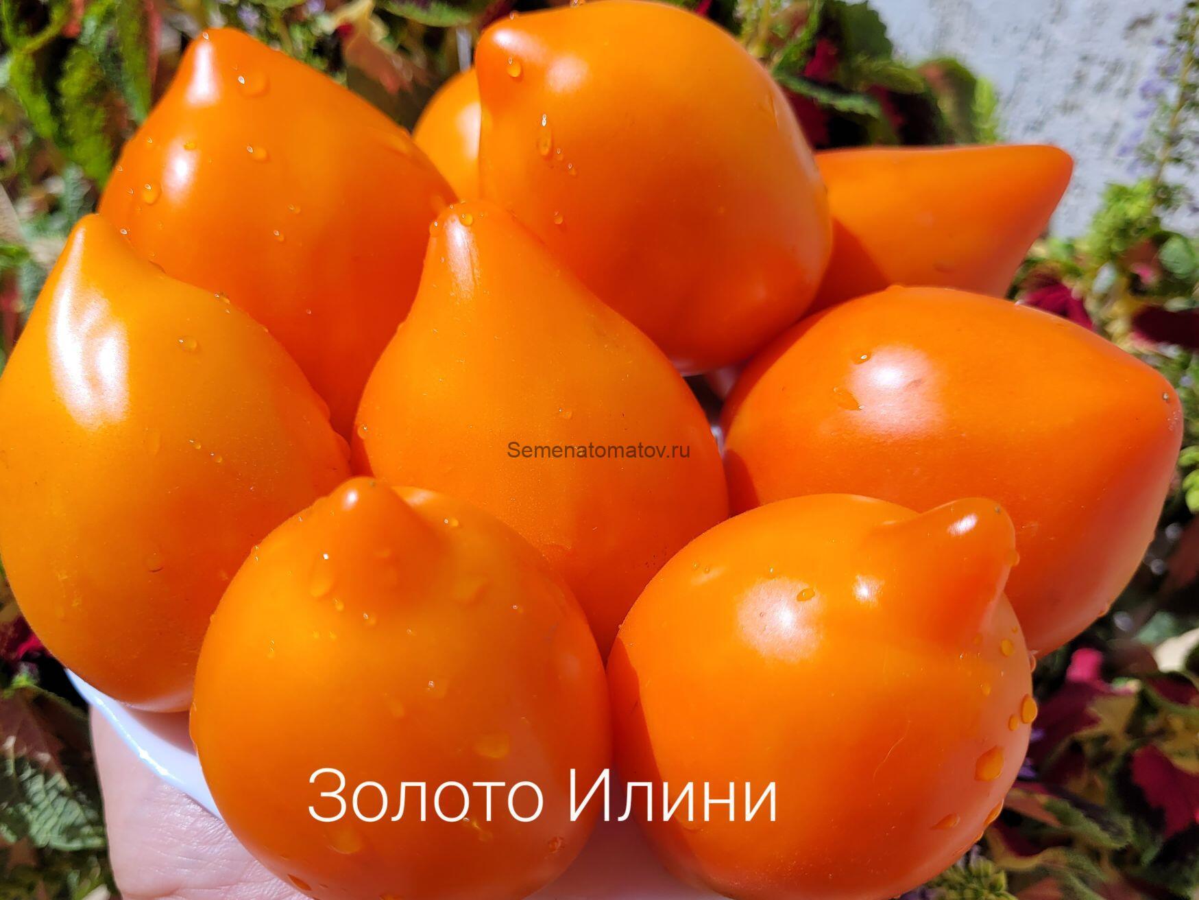 Золото Илини