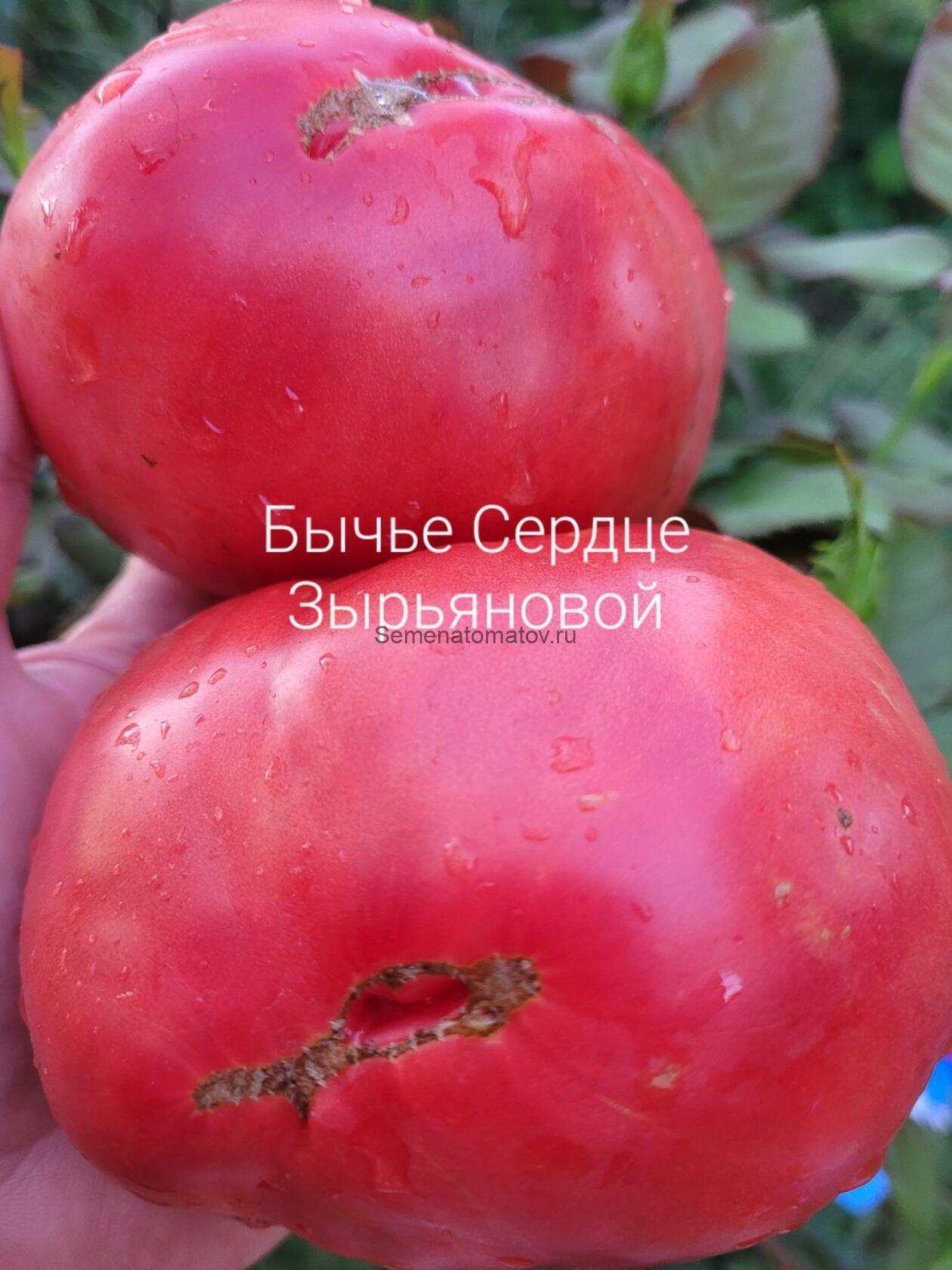 Бычье Сердце Зыряновой В.П