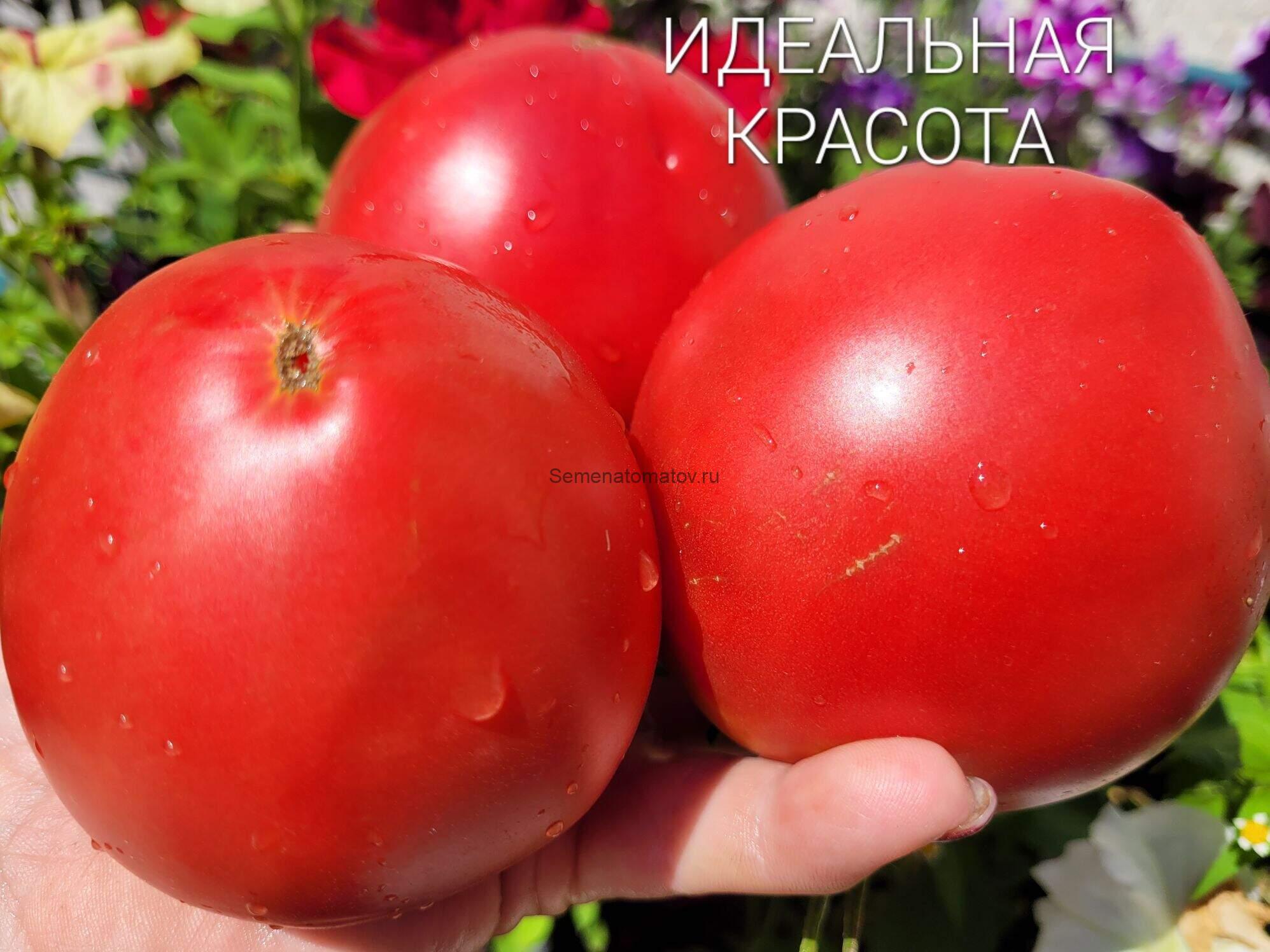 Идеальная Красота ( Prefetta Bellezza)Италия