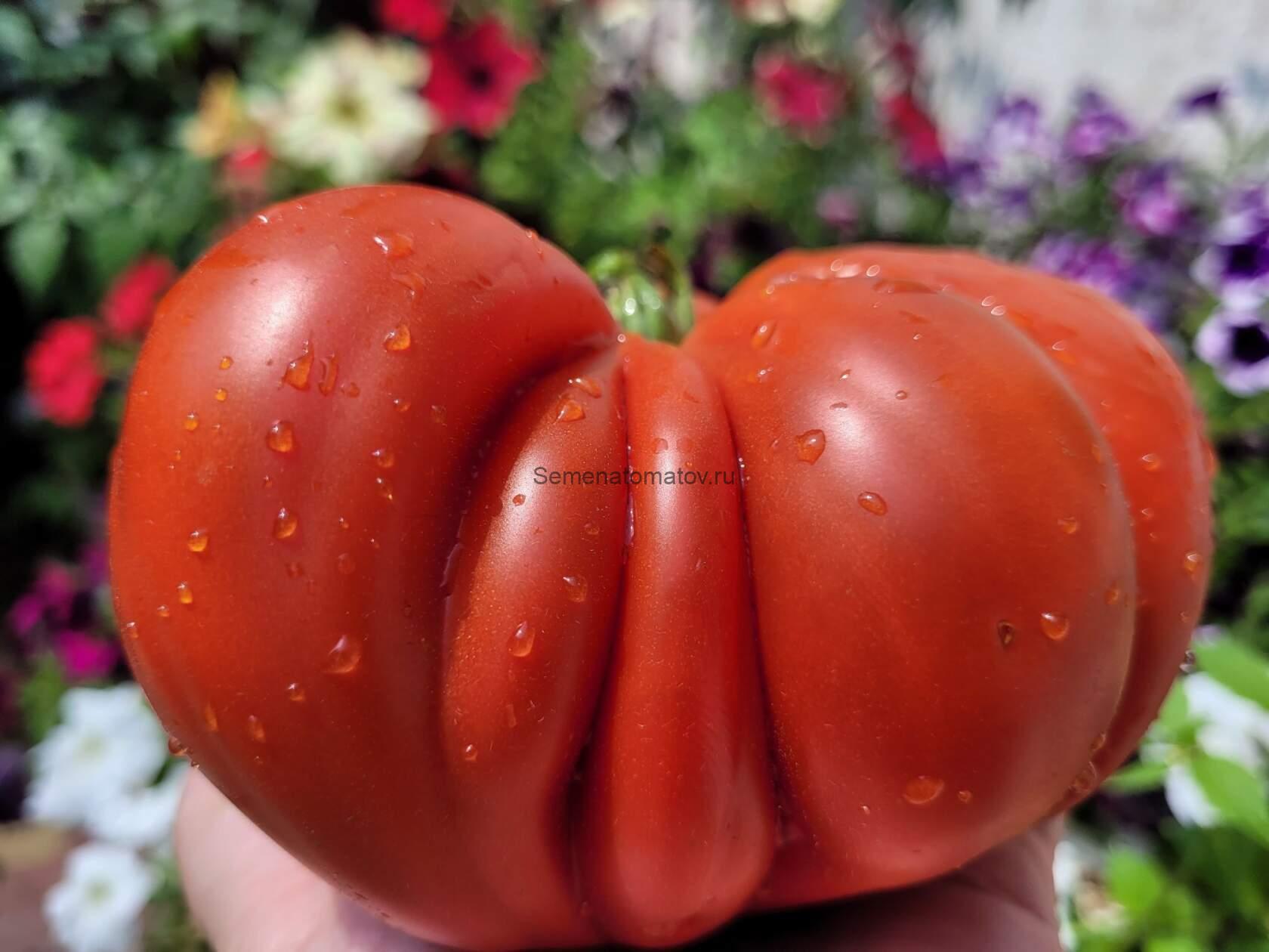 Gigante di Pavia (Гигантский томат из Павии)