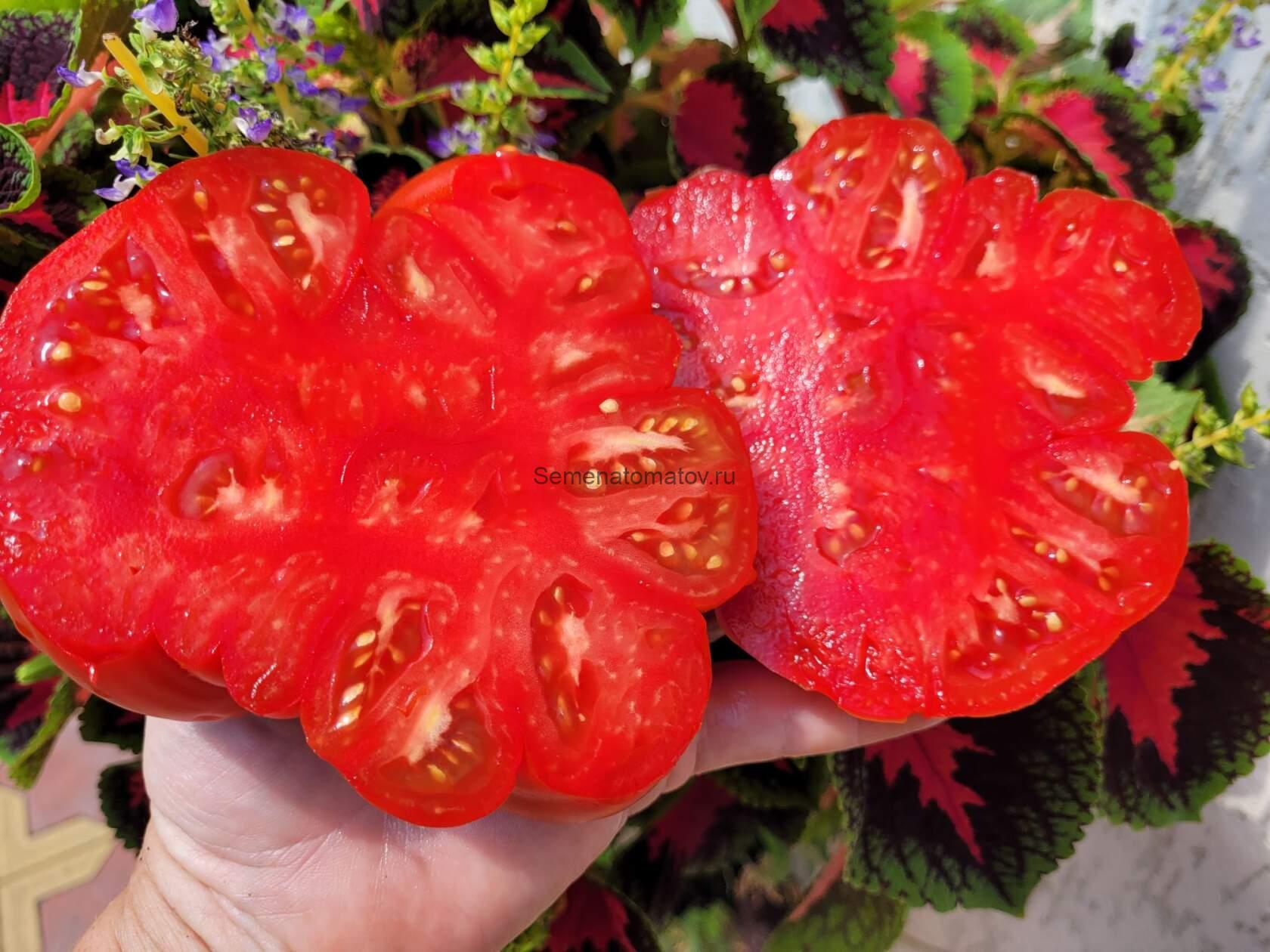 Gigante di Pavia (Гигантский томат из Павии) — изображение 2