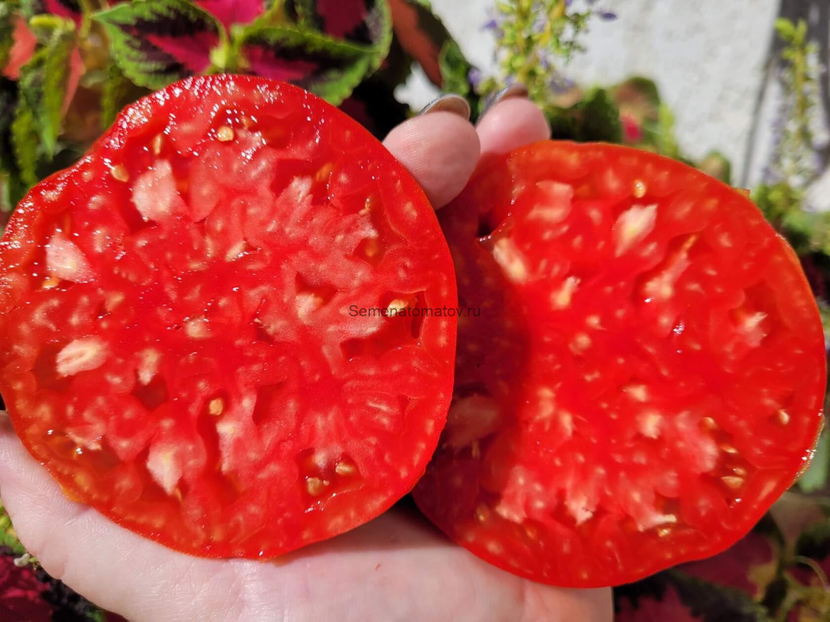 Enorme de Talmont---Огромный из Тальмонта — изображение 2