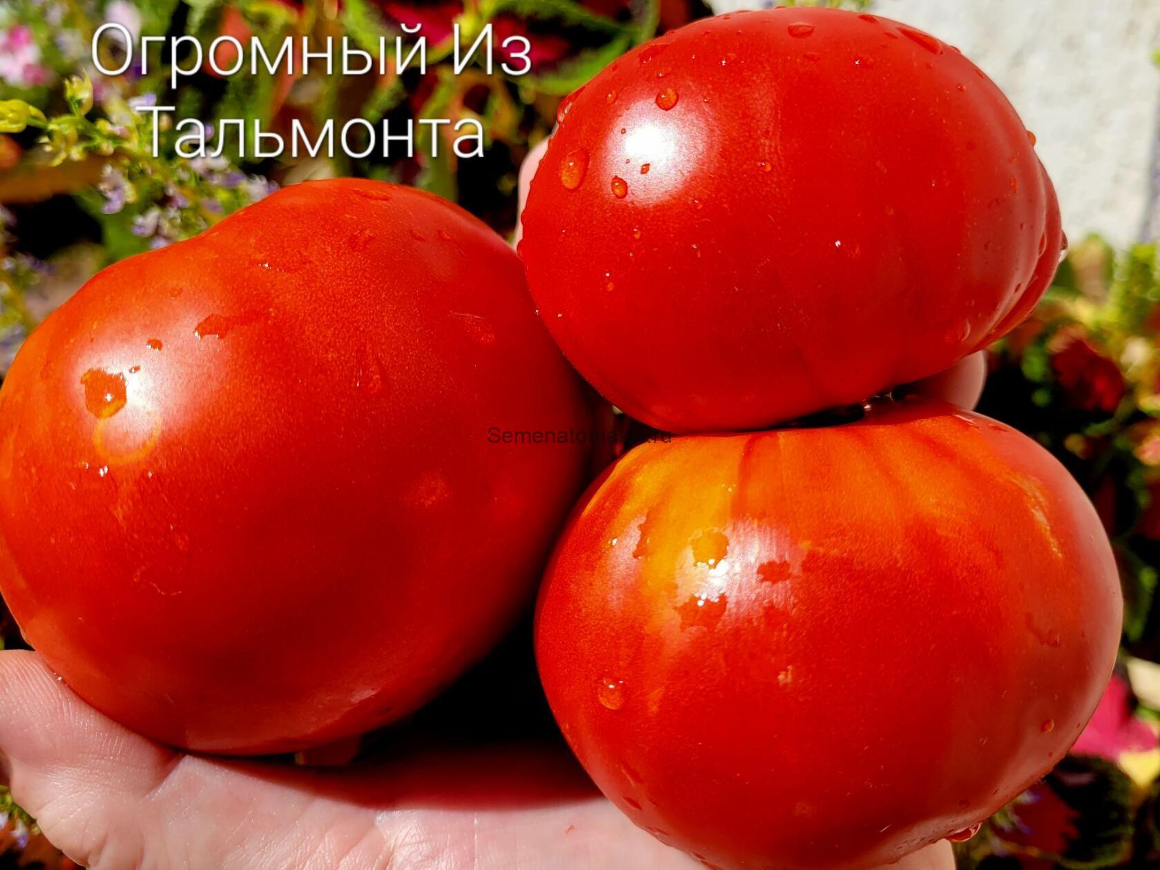 Enorme de Talmont---Огромный из Тальмонта