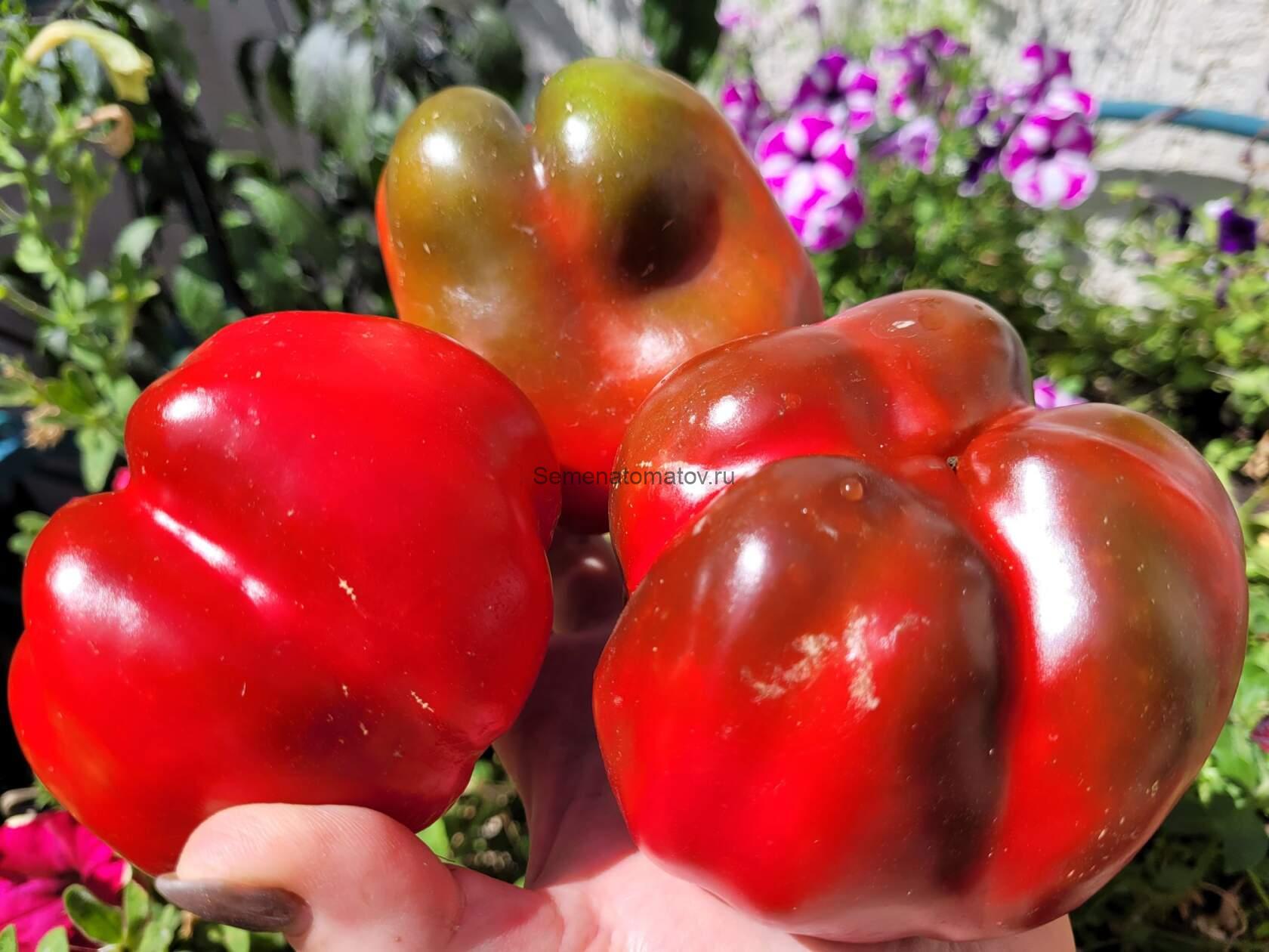 Cavaliere di Bronzo  Бронзовый Рыцарь