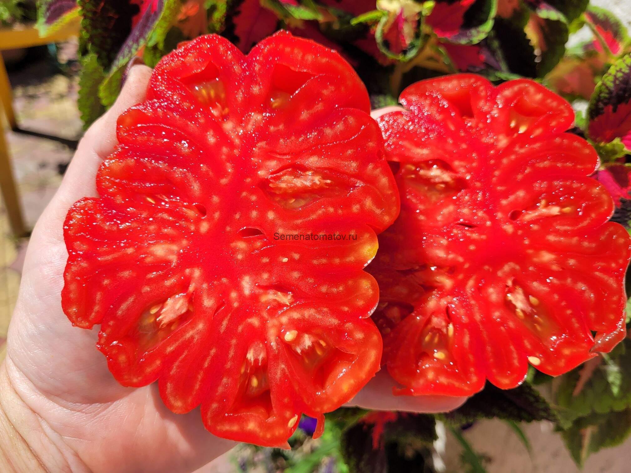 КОРЛЕОНА (CORLEONE ) — изображение 2