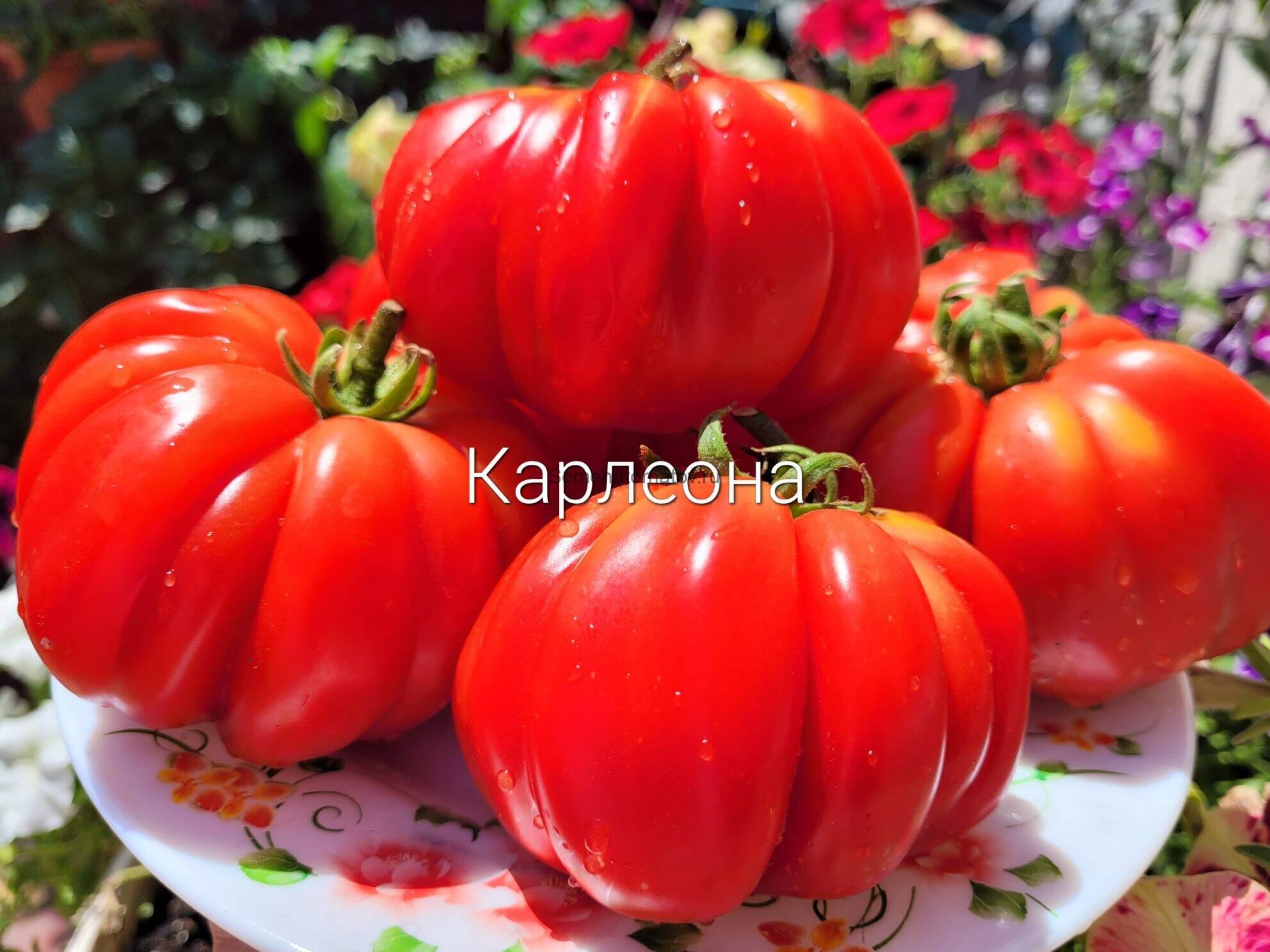 КОРЛЕОНА (CORLEONE )