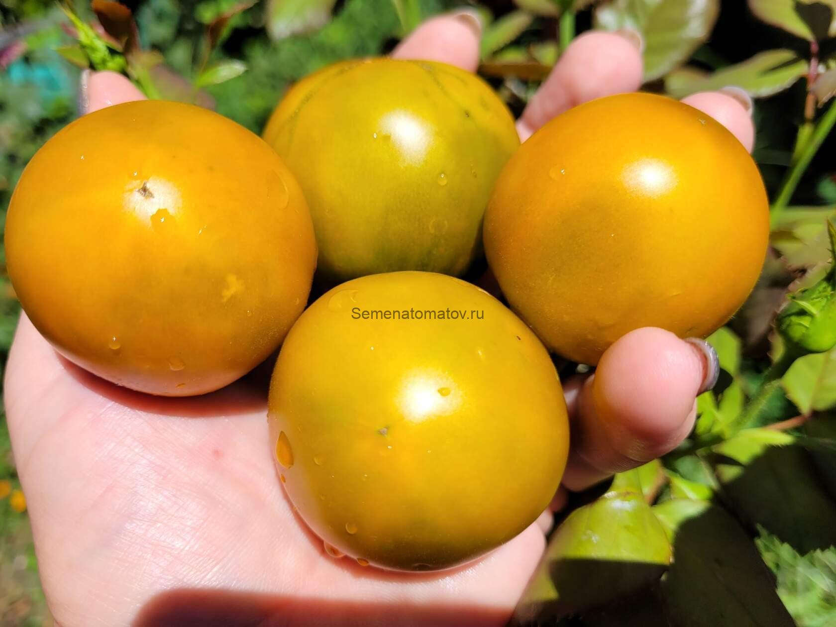 KANGAROO PAW GREEN (ЗЕЛЕНАЯ ЛАПА КЕНГУРУ